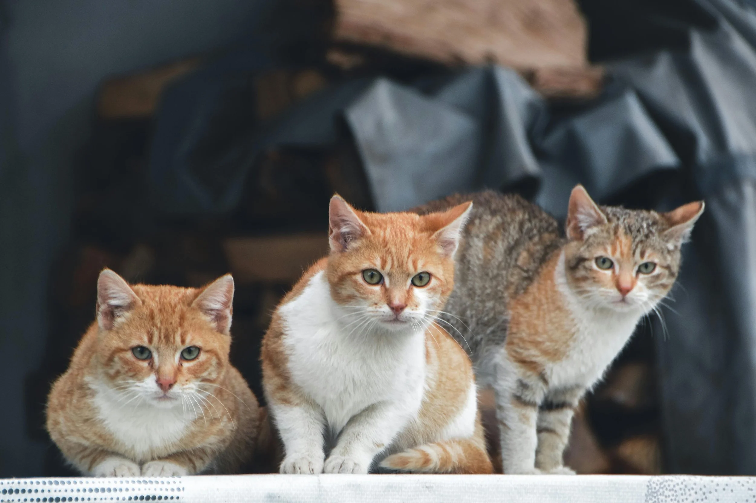 🤷🏻‍♀️ Are outdoor cats really a problem?