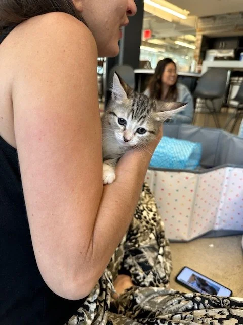 🙀 Can these cats really be saved?