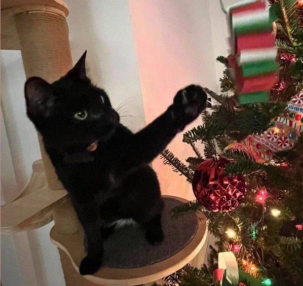 🐈‍⬛🎄 ‘Twas the morning of Christmas