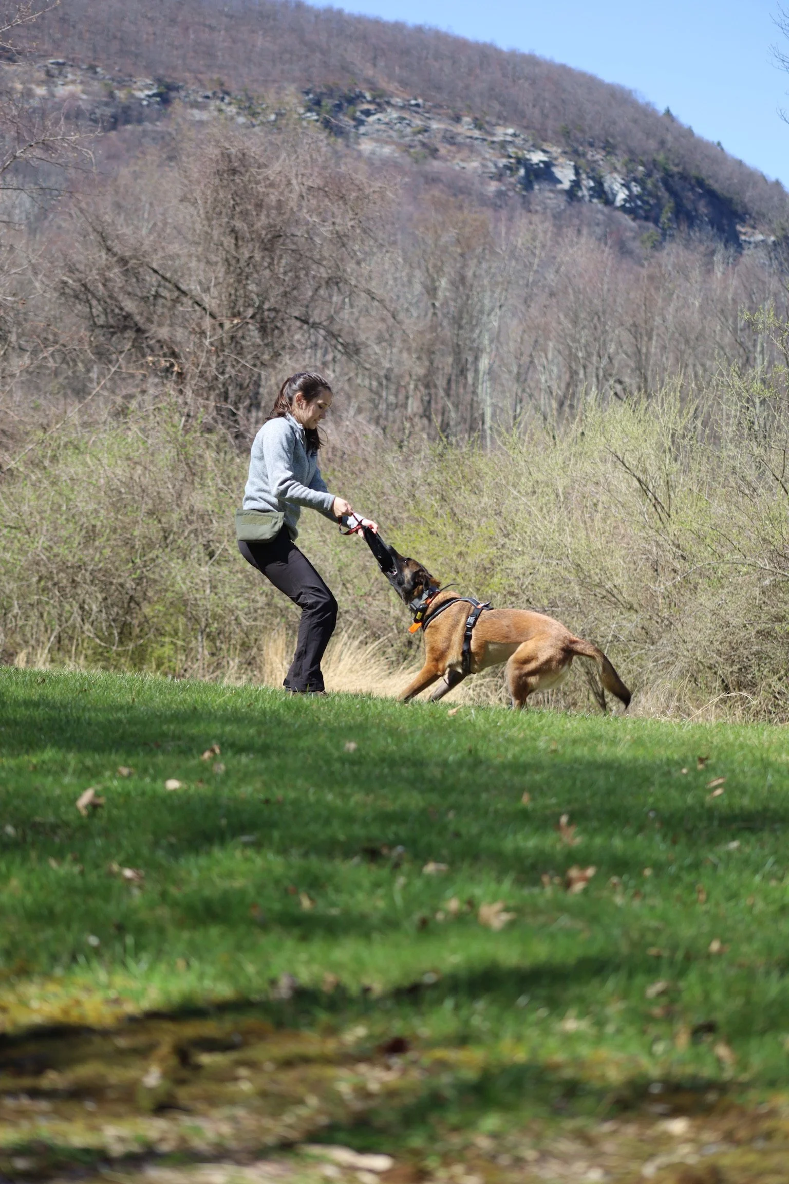 💪 Should family dogs have workout routines?