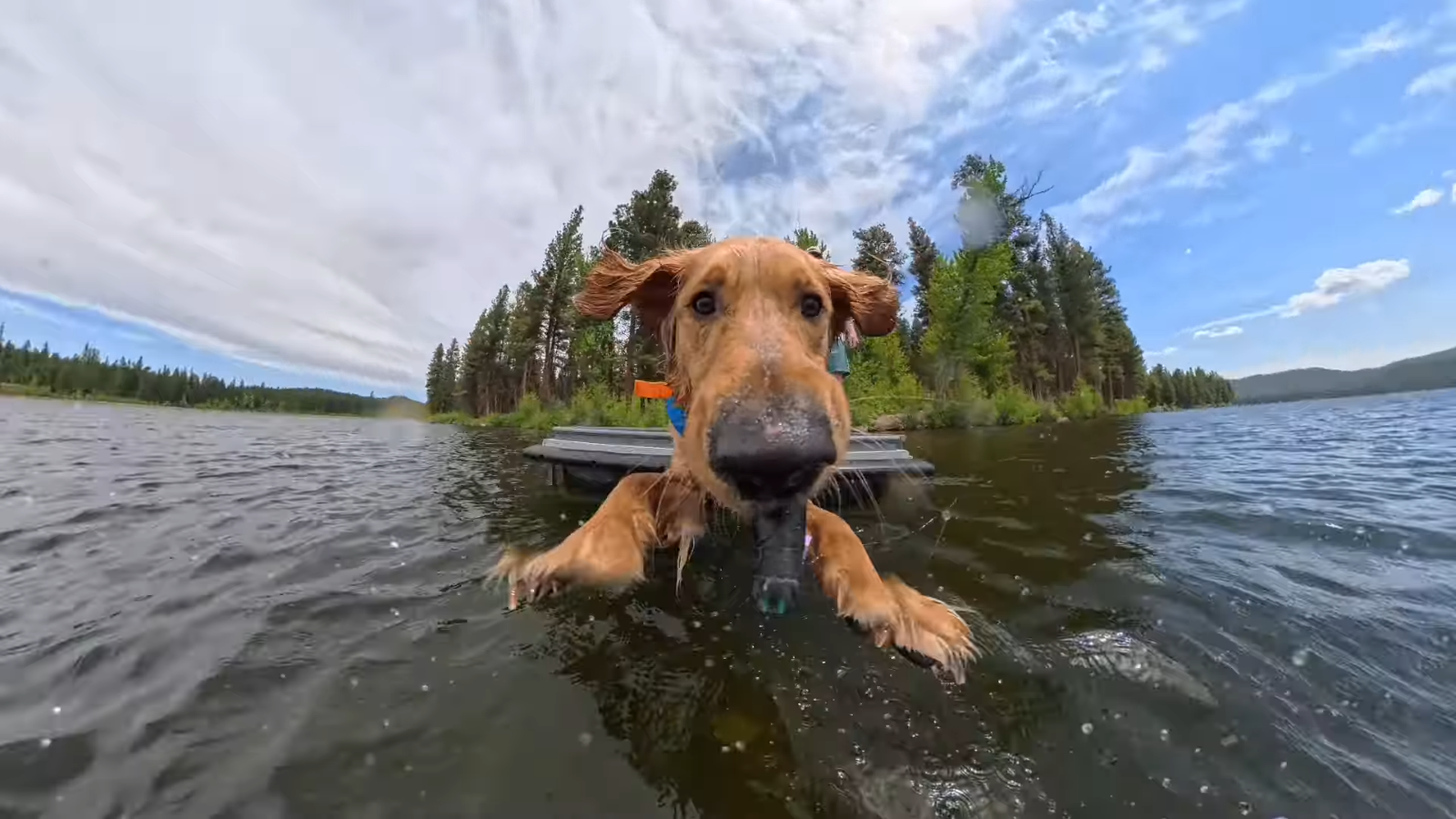 🏕️ Would you skip a trip if your pet couldn't come?
