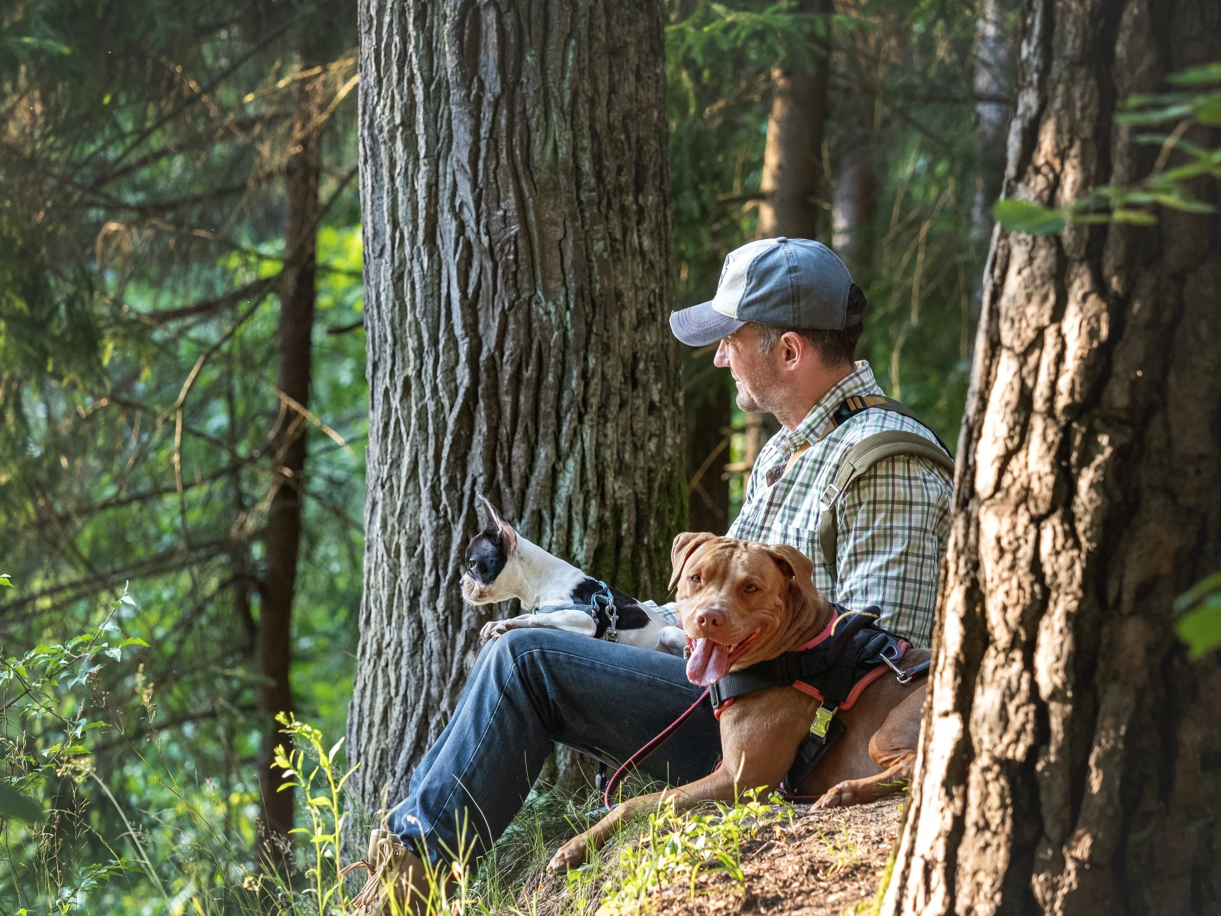 How to make an emergency evacuation plan for your pet 🛟