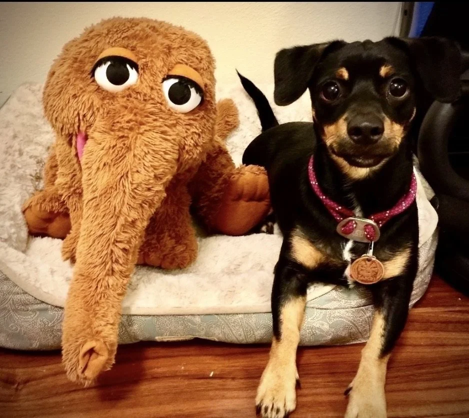 Jambi with Snuffleupagus 2014