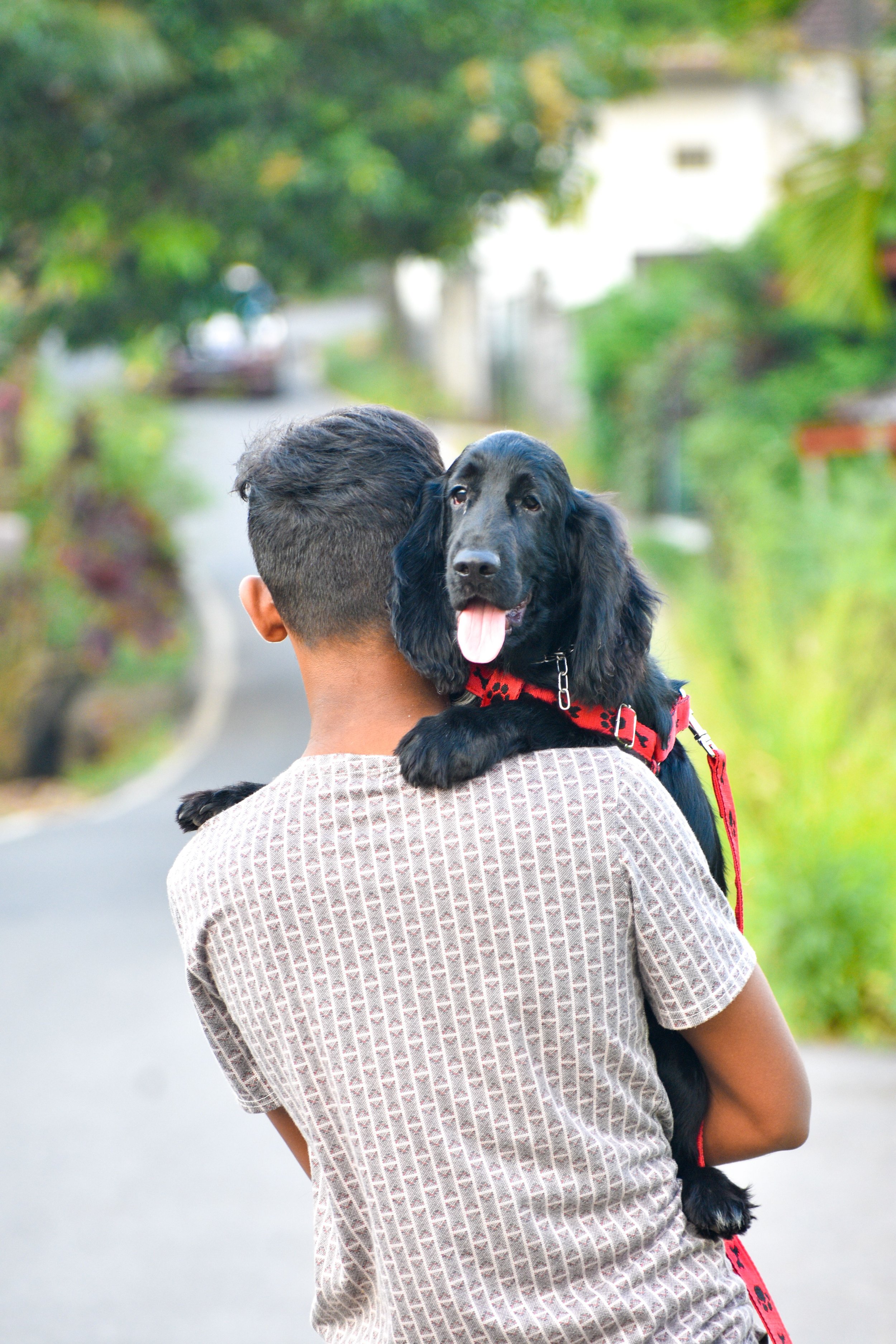 A person carries a black dog wearing a red harness.