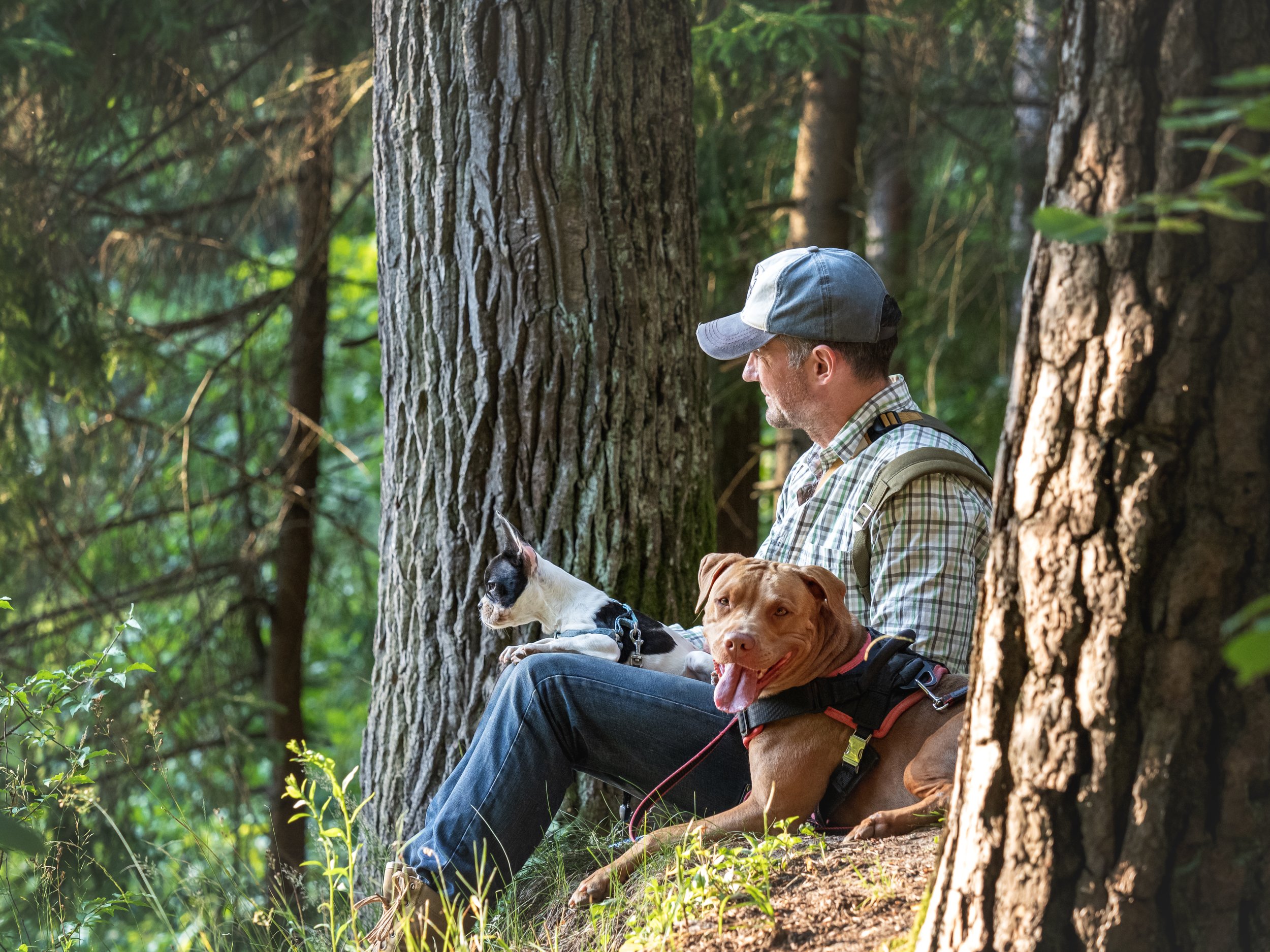 A pet parent rests with two harnessed dogs on a wooded trail.