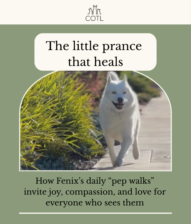 The little prance that heals. How Fenix’s daily “pep walks” invite joy, compassion, and love for everyone who sees them