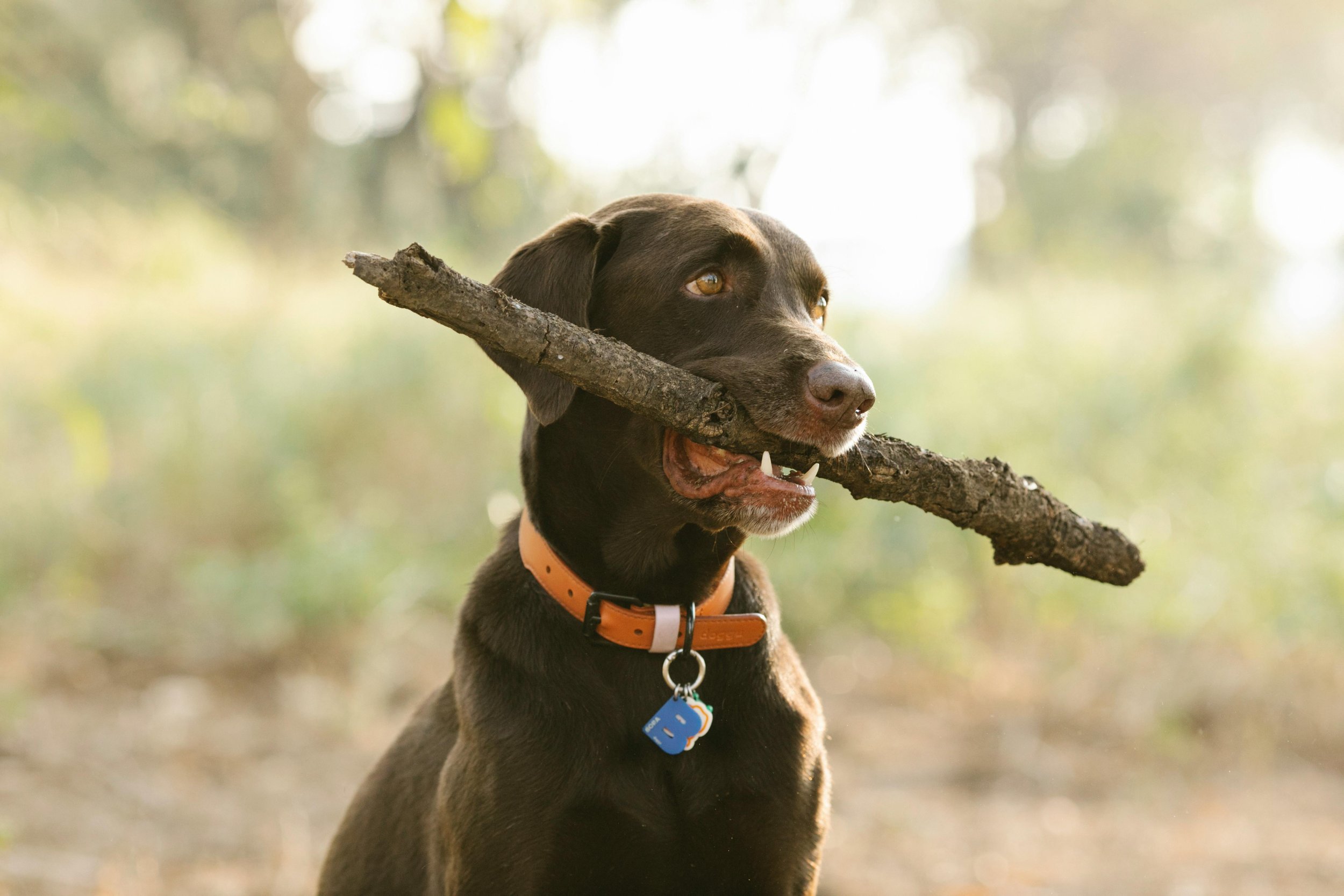 A black dog wearing identification tags holds a stick in a sunlit wooded area.