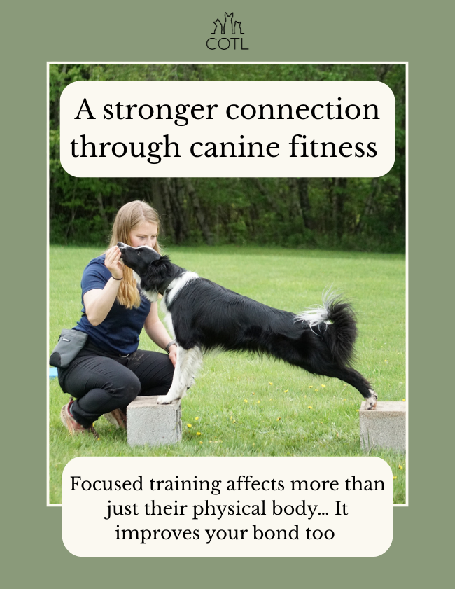 A stronger connection through canine fitness. Focused training affects more than just their physical body… It improves your bond too