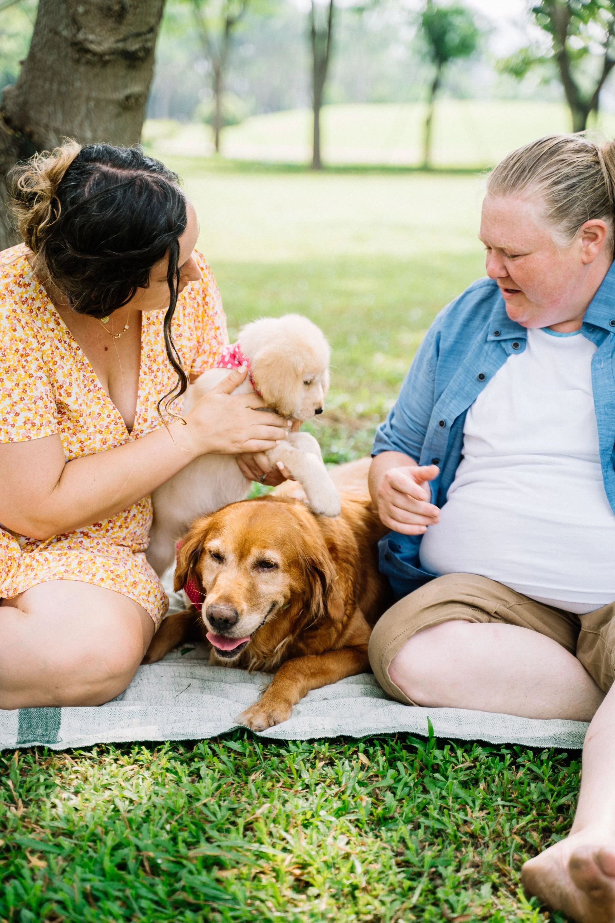 Two adults sit with a puppy and an older golden retriever in a park.