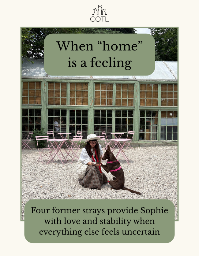 When “home” is a feeling.  Four former strays provide Sophie with love and stability when everything else feels uncertain