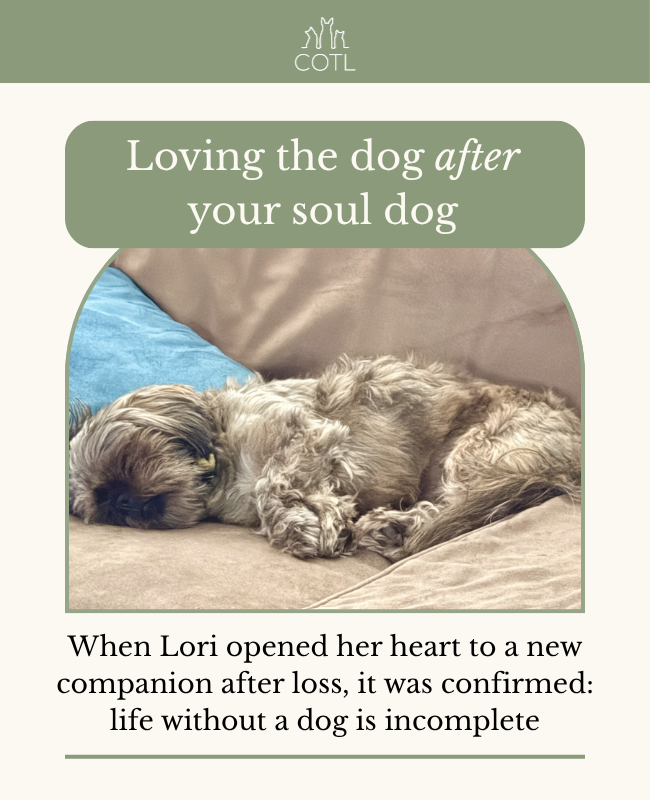 Loving the dog after your soul dog. When Lori opened her heart to a new companion after loss, it was confirmed: life without a dog is incomplete