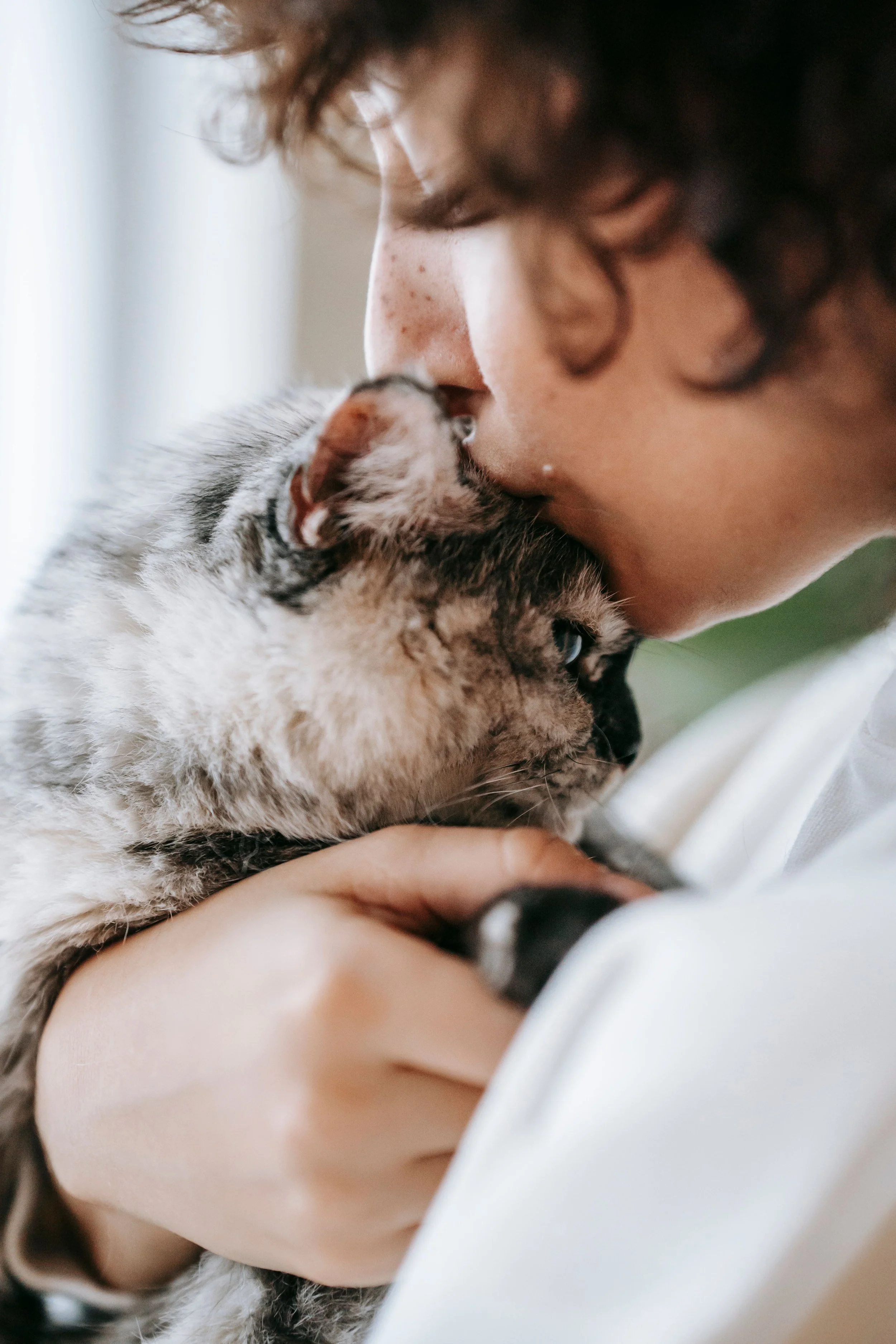 A person gently kisses a Siamese cat while holding them at home.