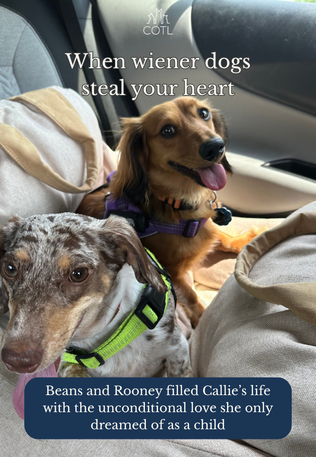 When wiener dogs steal your heart. Beans and Rooney filled Callie’s life with the unconditional love she only dreamed of as a child