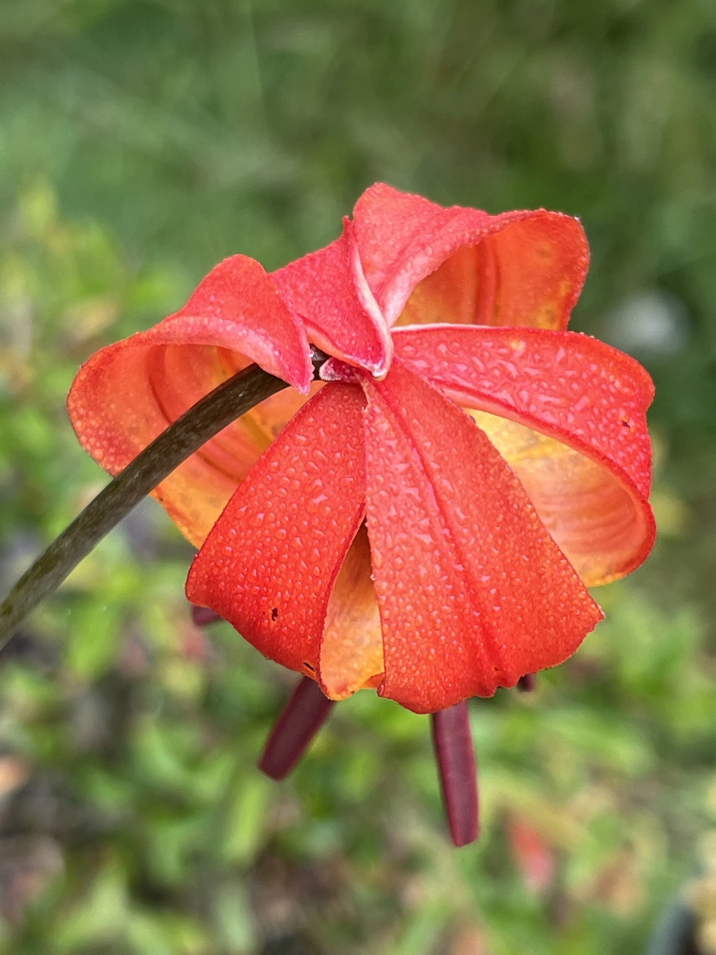Floral Portraiture:  Humboldt lily (Lilium humboldtii), 2024
