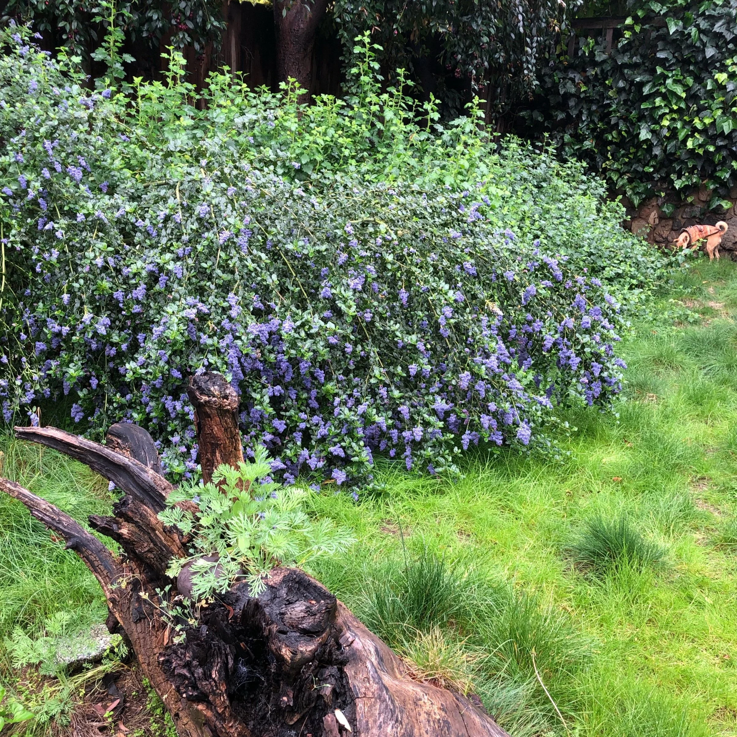 Ceanothus |  a Los Angeles rewild project, 2012 - 2021