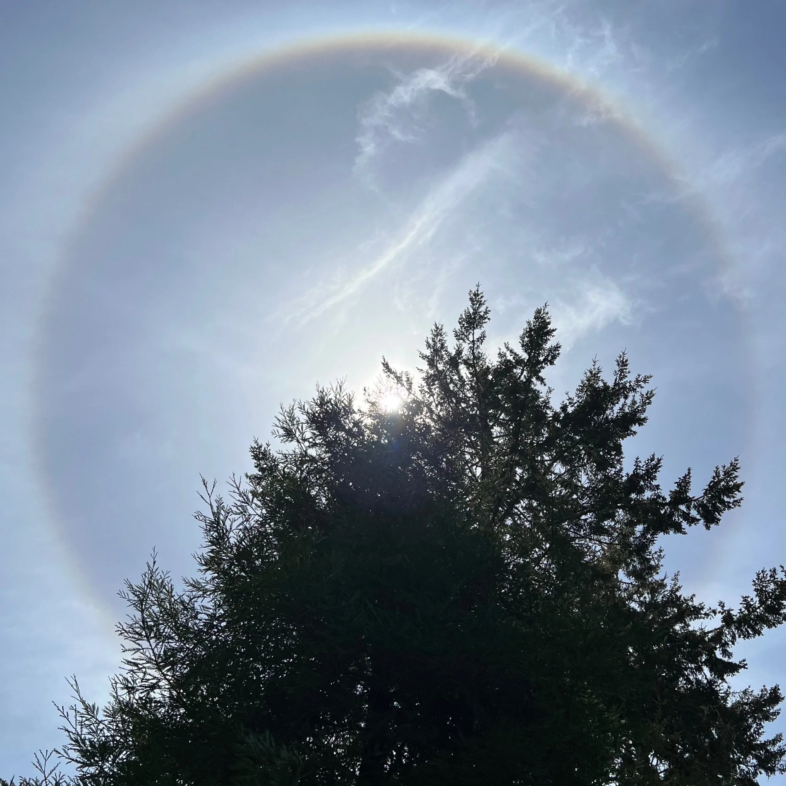 Where Hearts Meet, Noon ~ Redwood (Sequoia sempervirens) & Douglas Fir (Pseudotsuga menziesii), 2022