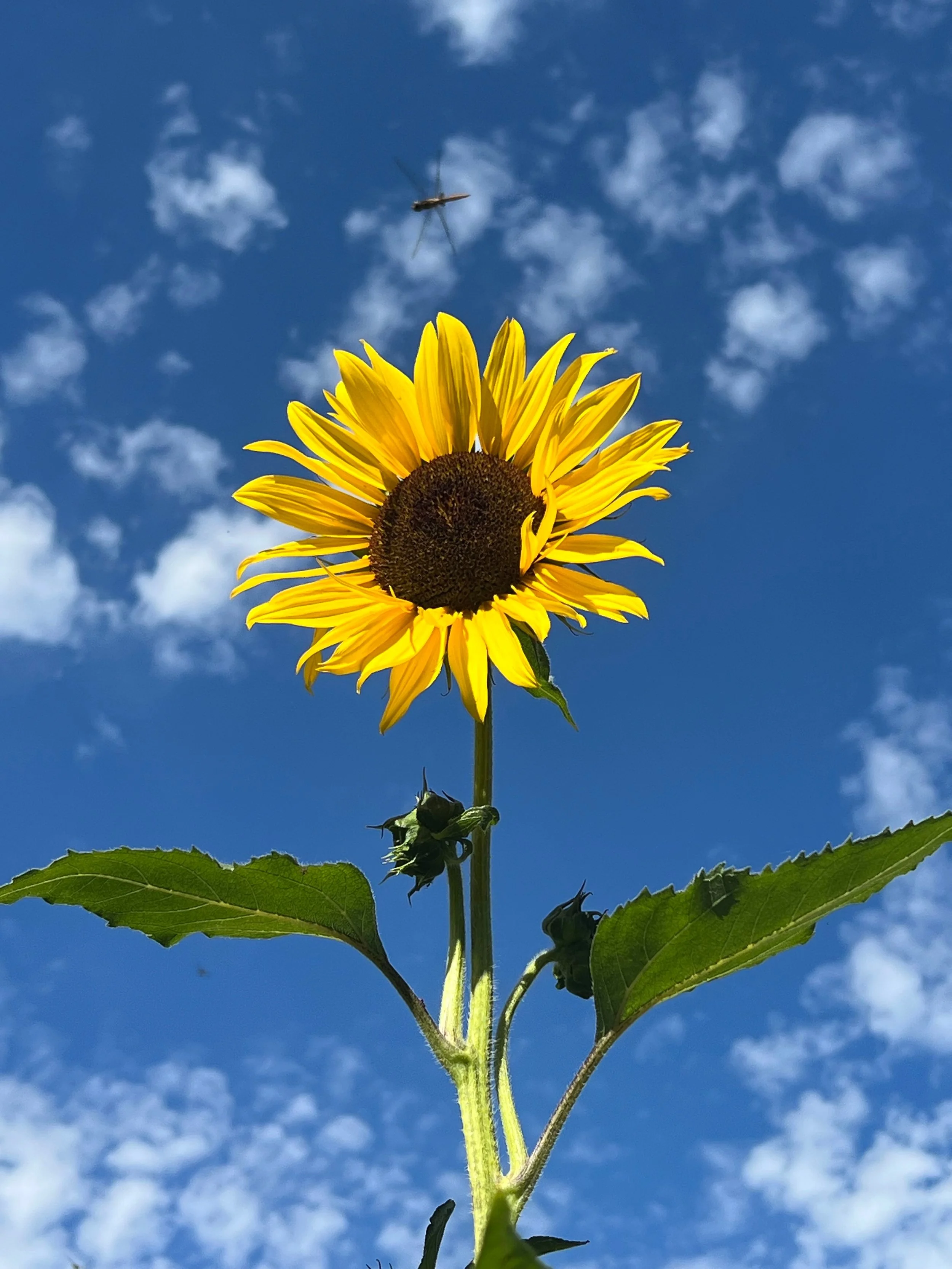 Floral Portraiture:  Sunflower and her children, dragonfly above (Helianthus annuus), 2023