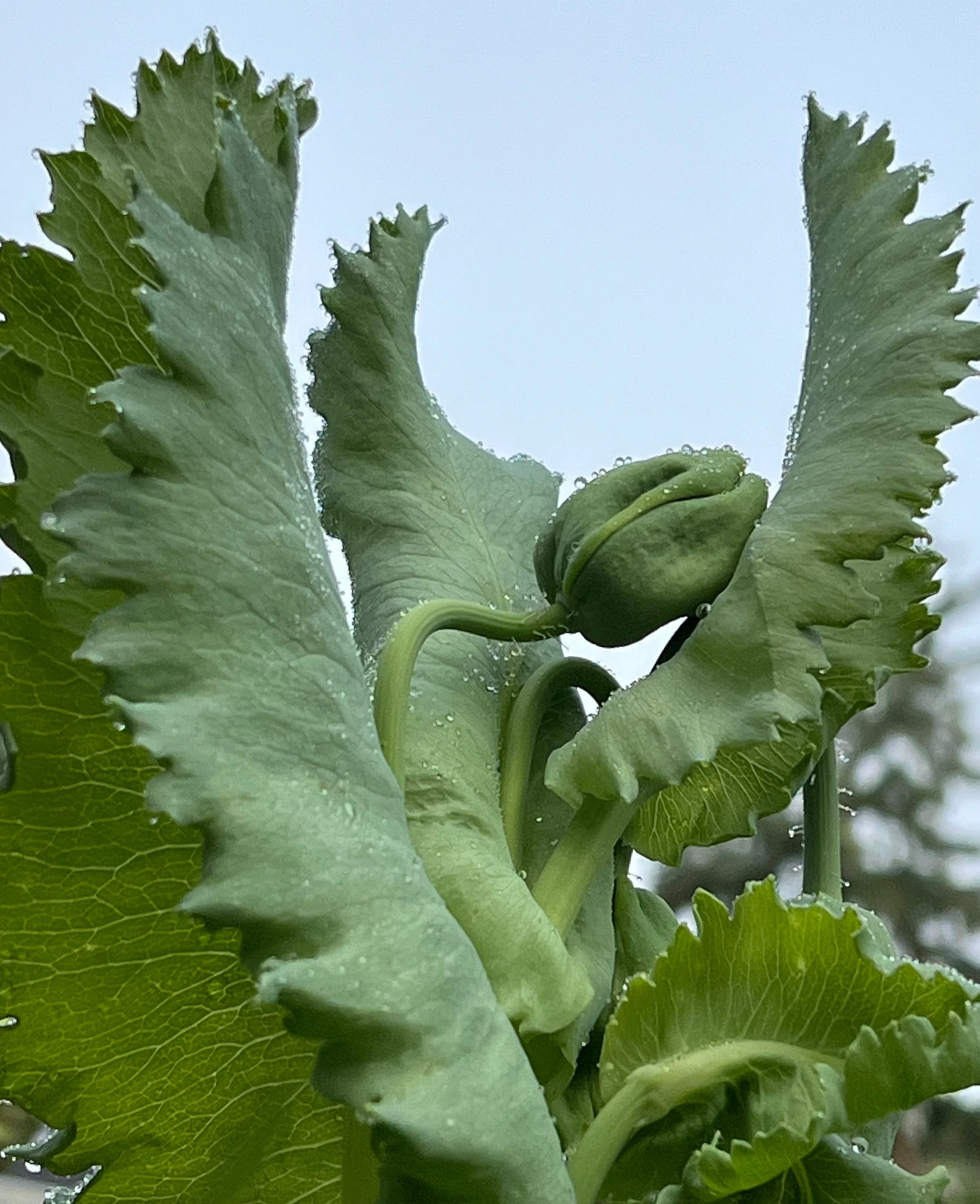 Floral Portraiture:  Poppy (Papaver rhoeas), 2024