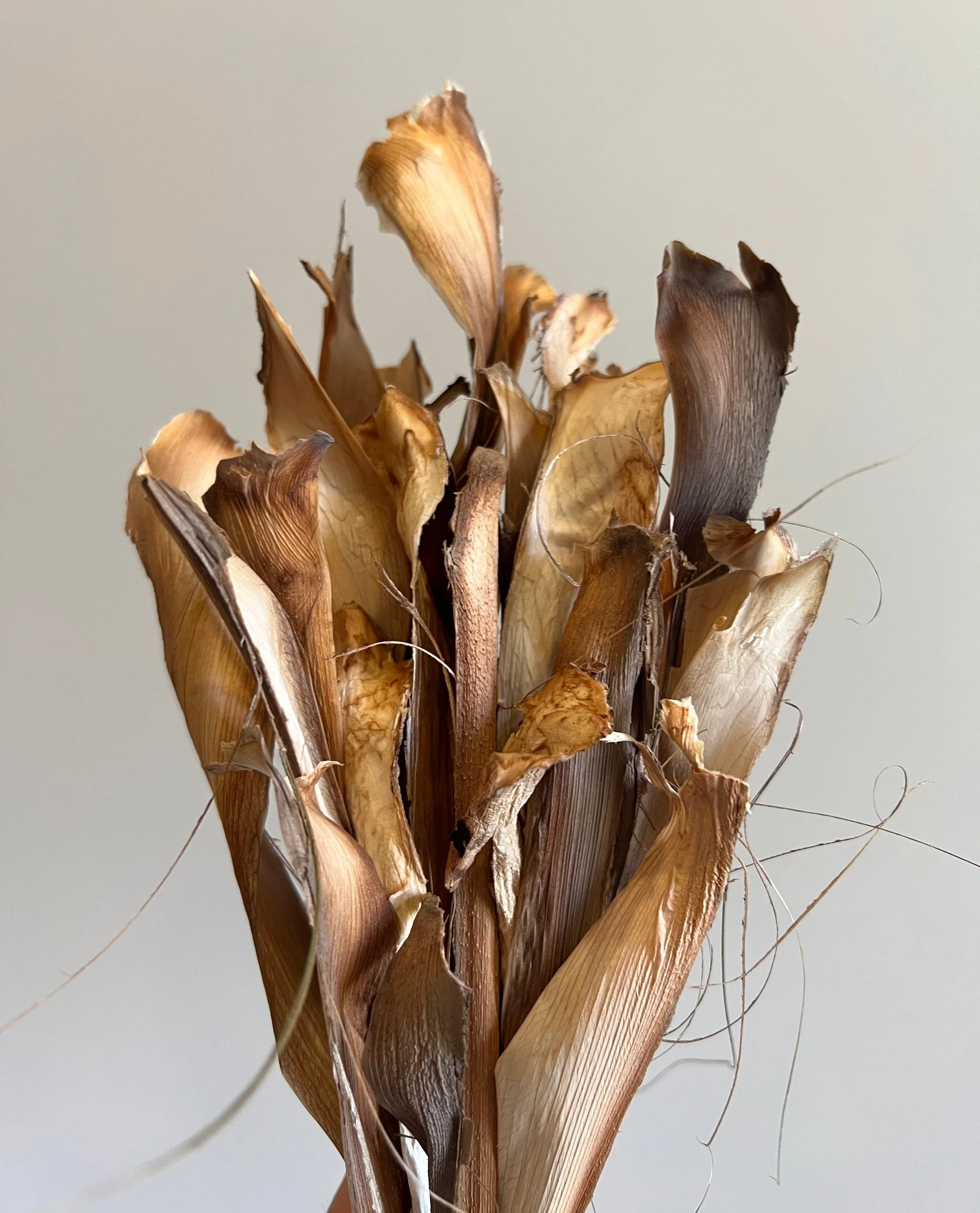 Floral Portraiture:  Monstera delicosia (Split leaf philodendron) sheath, 2024