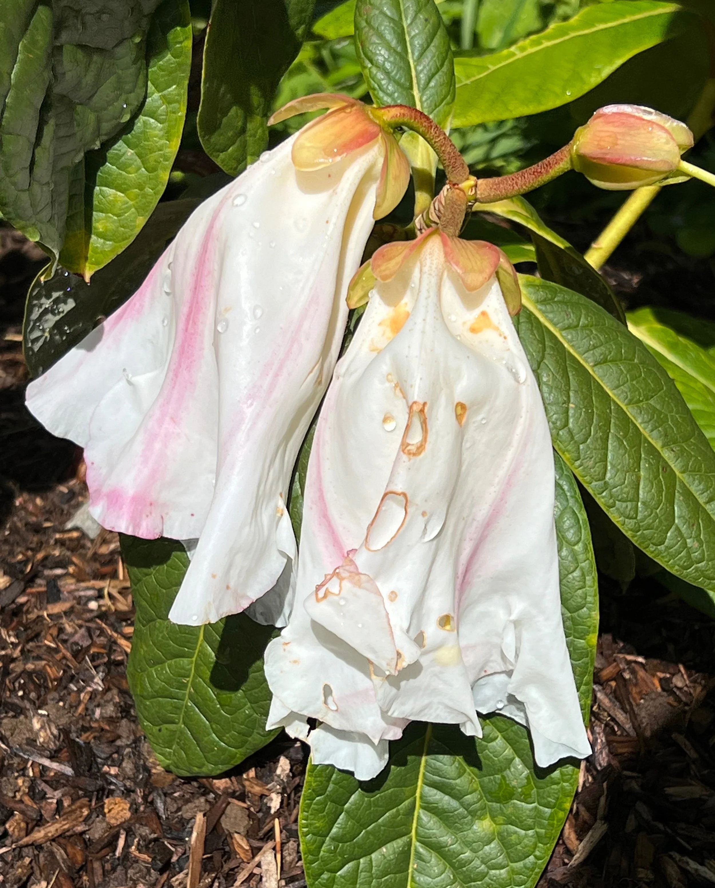Floral Portraiture:  Patricia Marie (R. nuttallii hybrid rhododendron), 2024