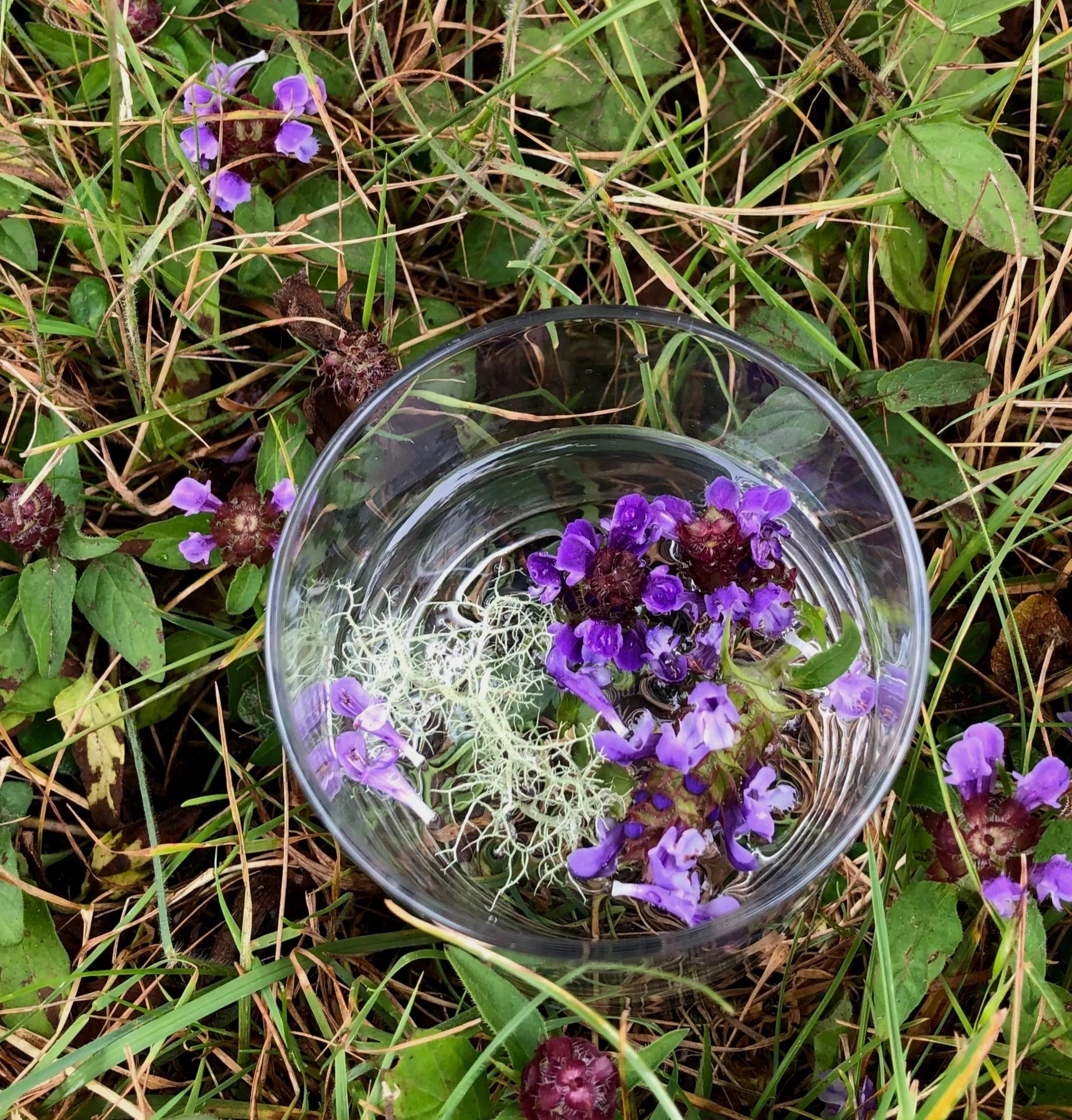 Wild crafted flower essence making & original research, 2018 - ongoing