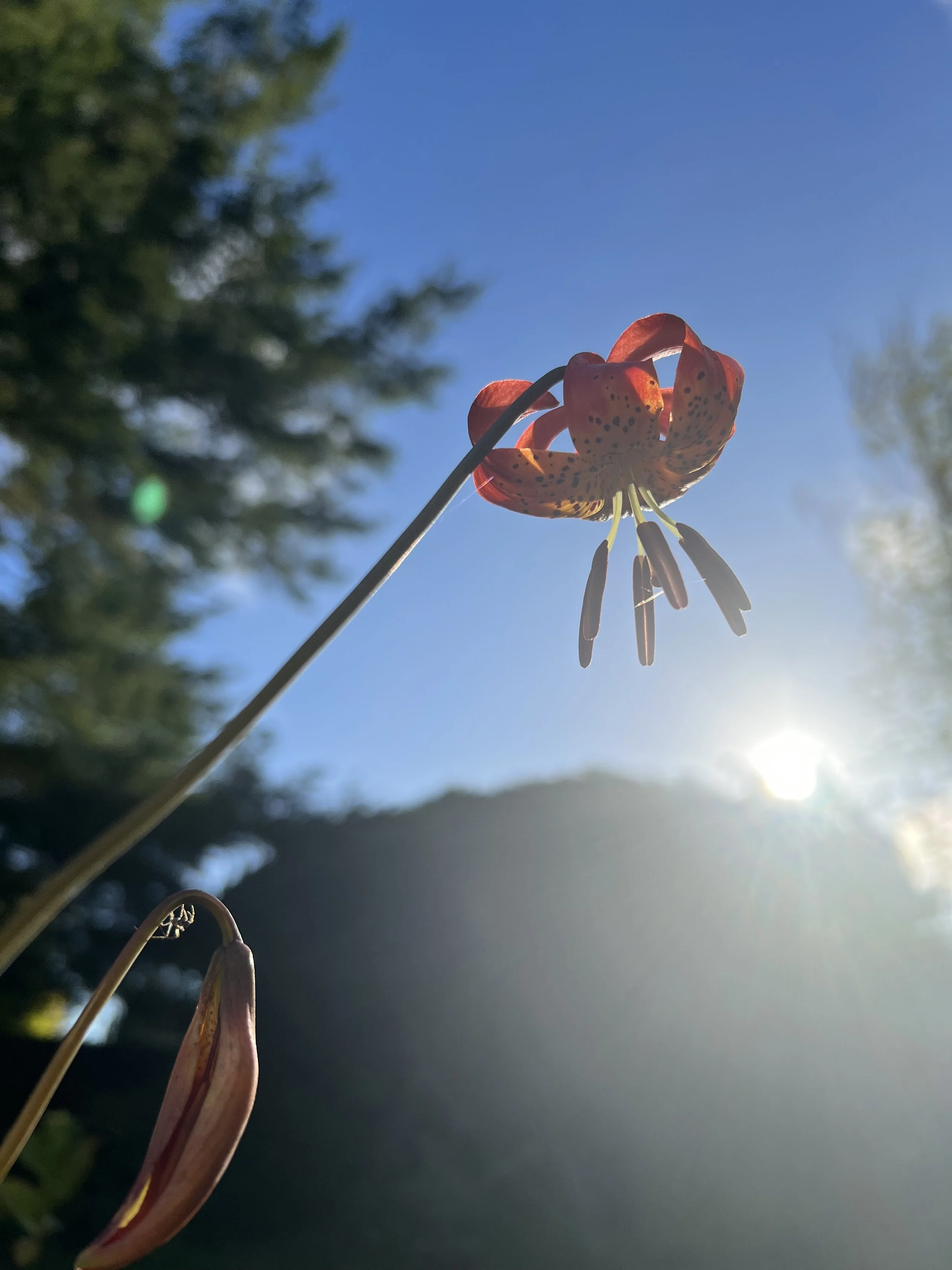 IMG_6682.jpeg