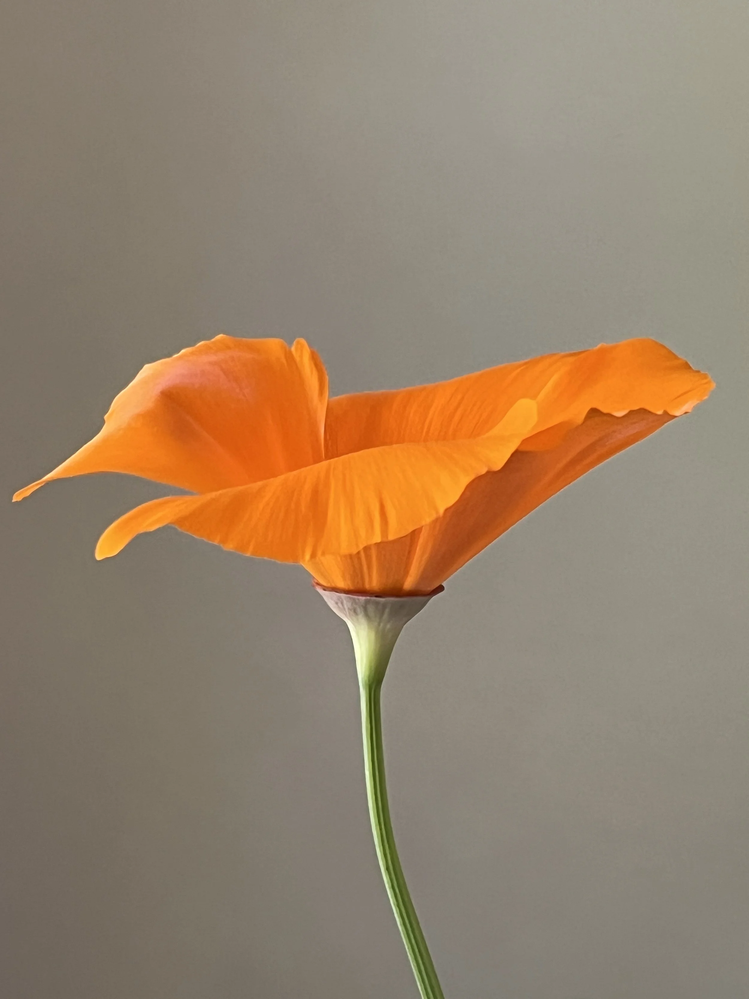Floral Portraiture:  California Poppy (Eschscholzia californica), 2025
