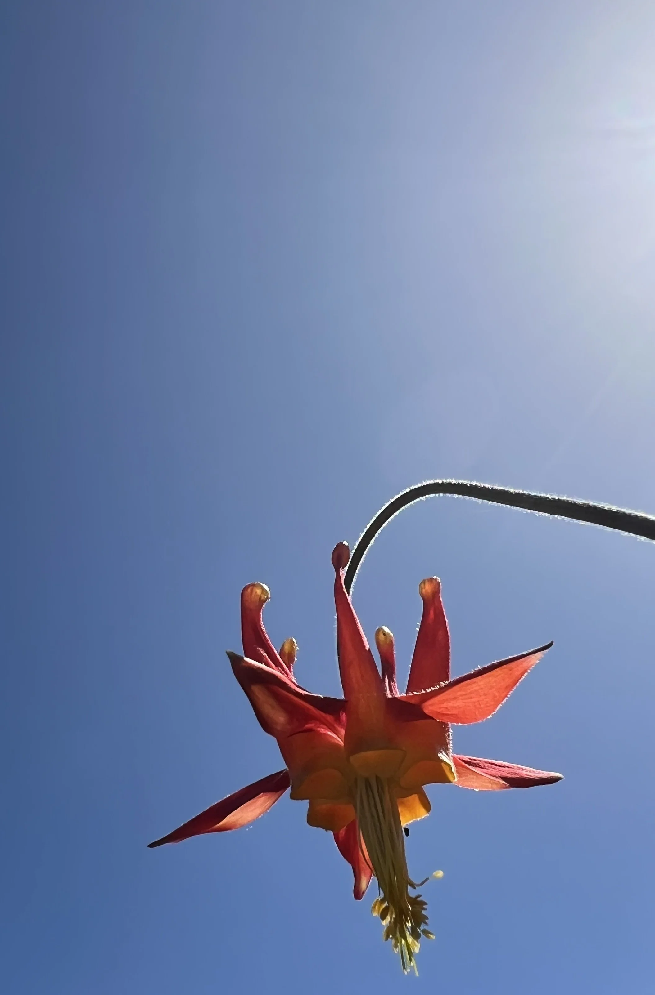 Floral Portraiture:  Western Colombine (Aquilegia formosa), 2024