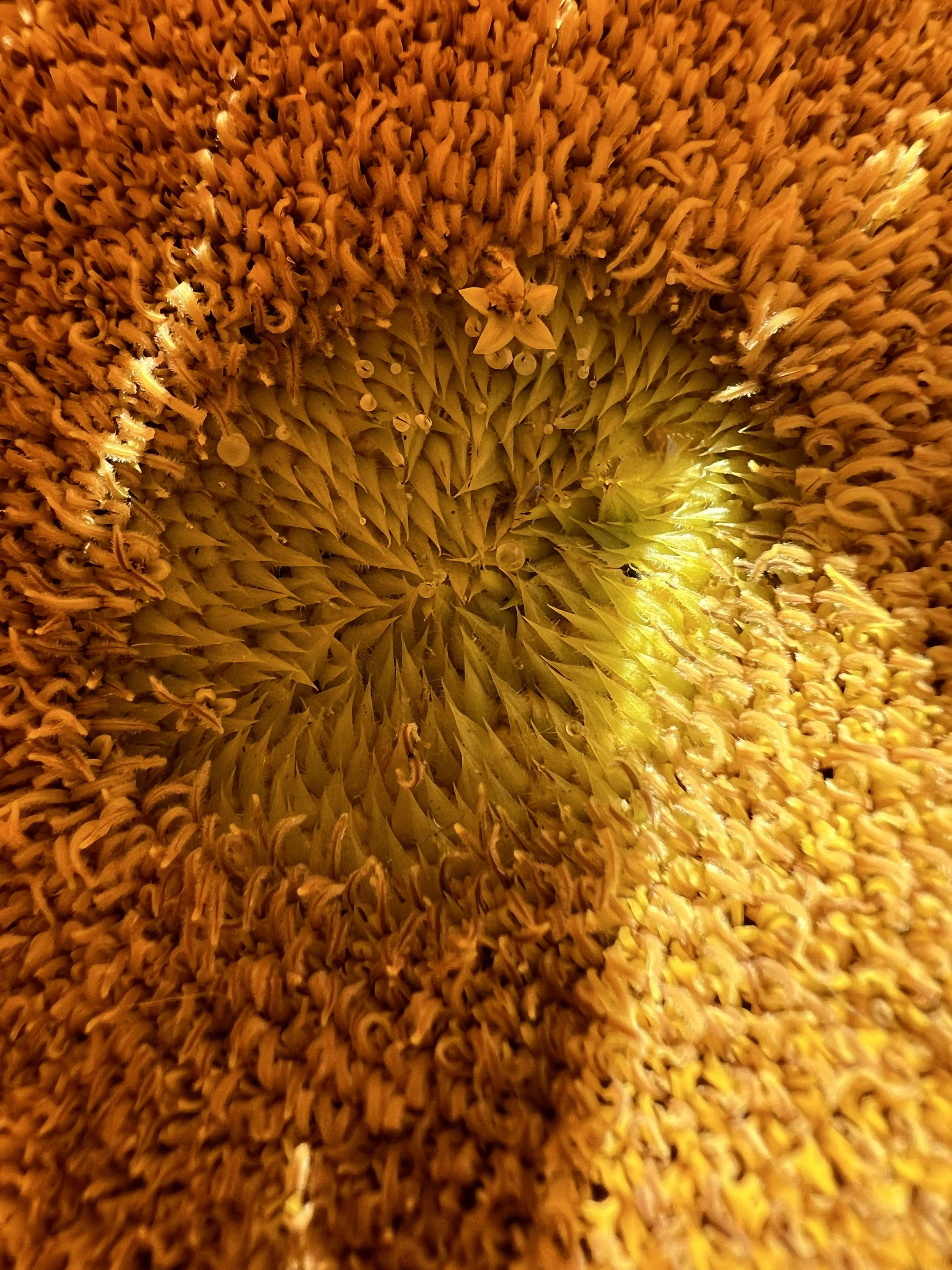 Floral Portraiture:  Sunflower (Helianthus annuus), 2023
