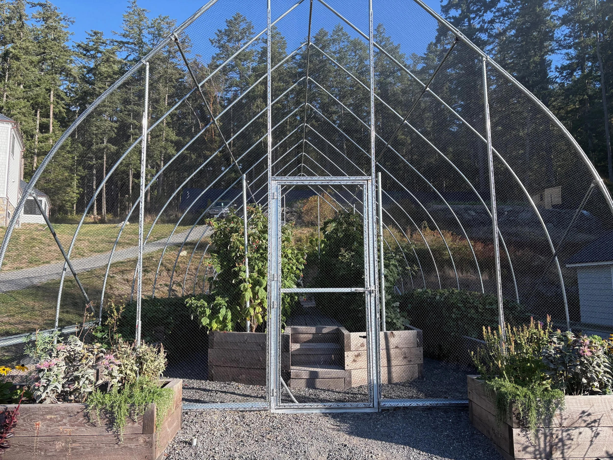 A small vegetable garden within a metal greenhouse frame, surrounded by raised wooden beds with various plants and flowers, located outdoors under a clear blue sky.