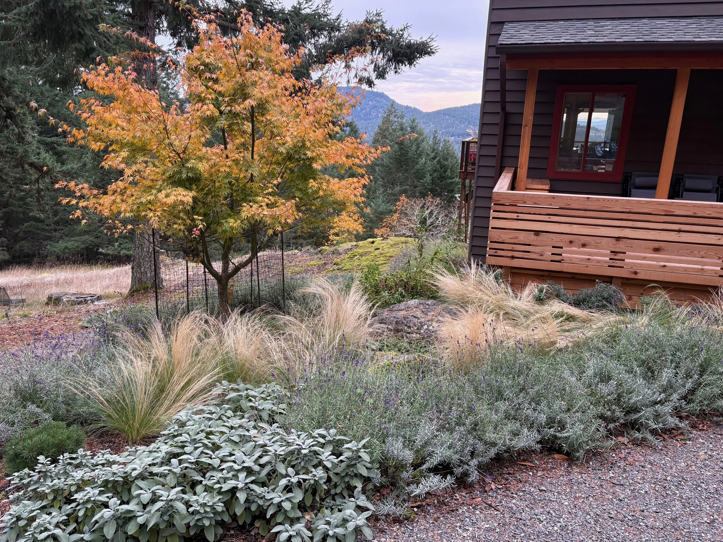 A landscaped yard next to a wooden house features a small tree with orange and green leaves, surrounded by various shrubs and grasses, with mountains and trees in the background.