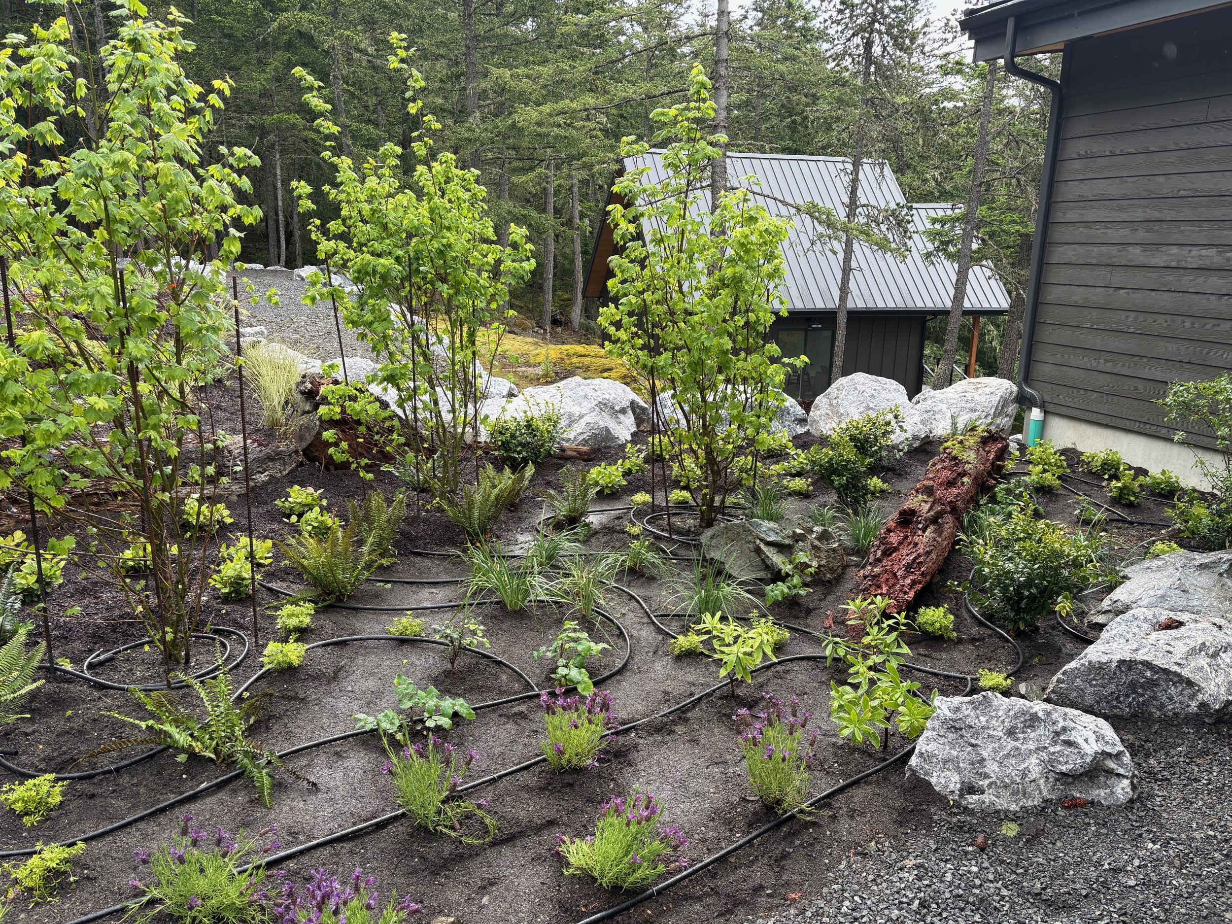 A landscaped garden with young trees, various green shrubs, and purple flowers, surrounded by rocks and bordered by a dark house wall, with drip irrigation hoses visible on the soil.