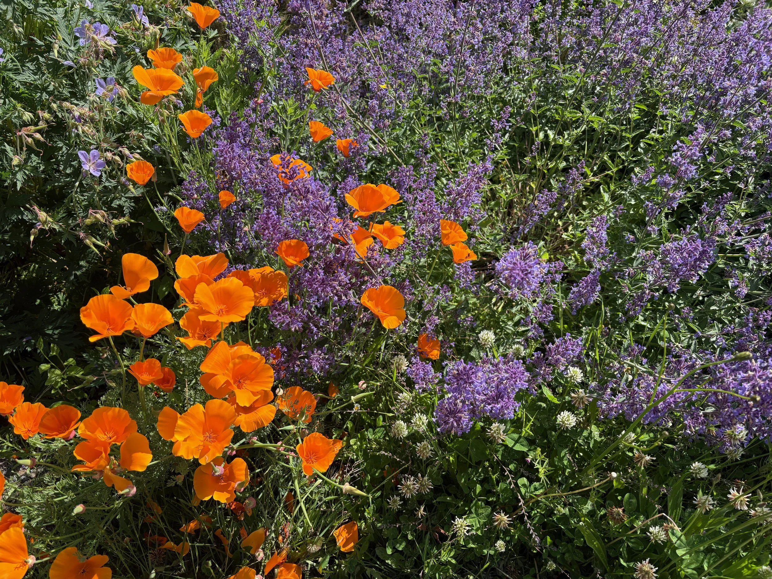 A garden bed with vibrant orange poppies and purple lavender flowers growing together.