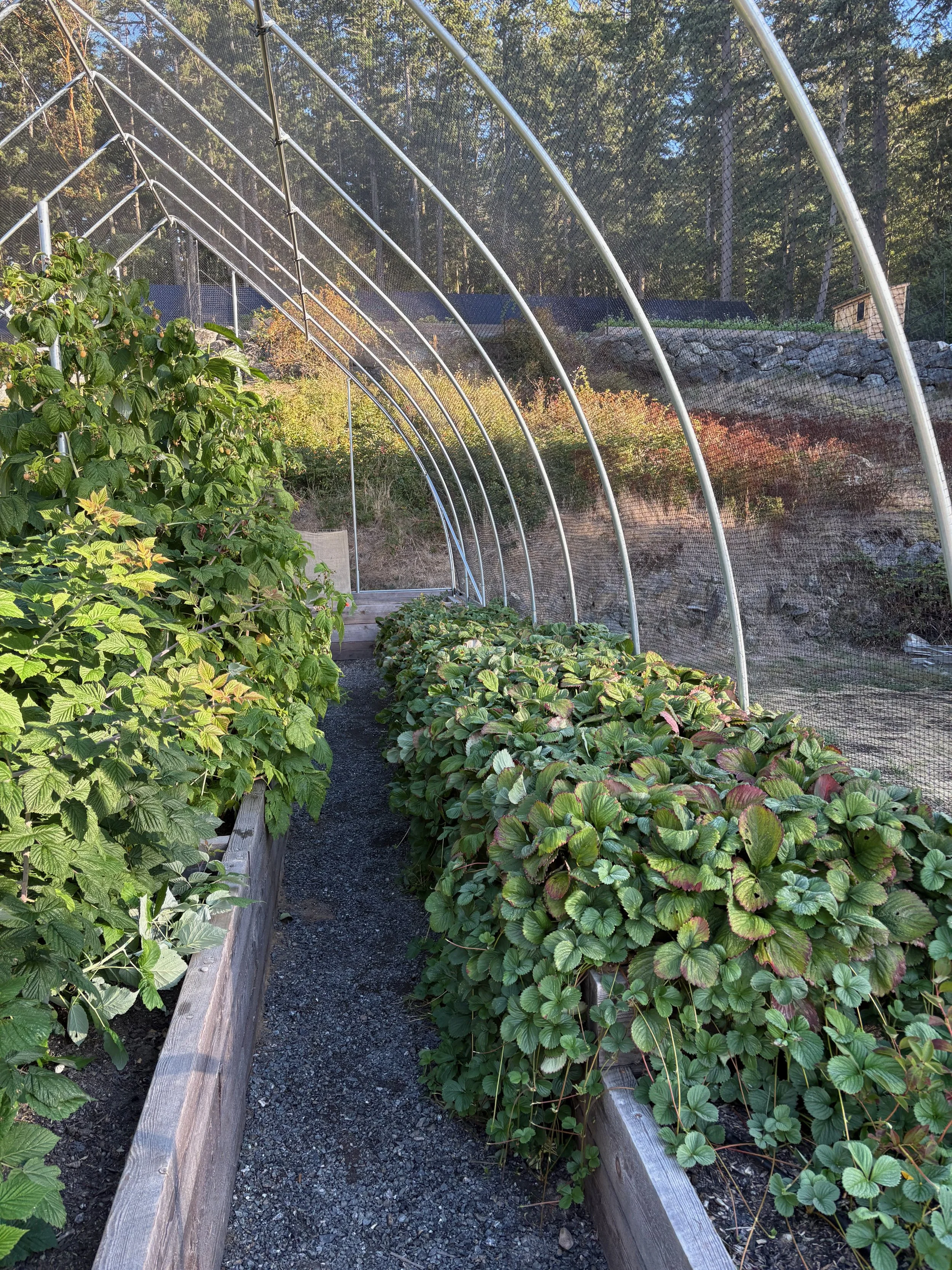 Garden pathway inside a greenhouse with rows of strawberry plants and green foliage, supported by a metal arch structure and a mesh covering.