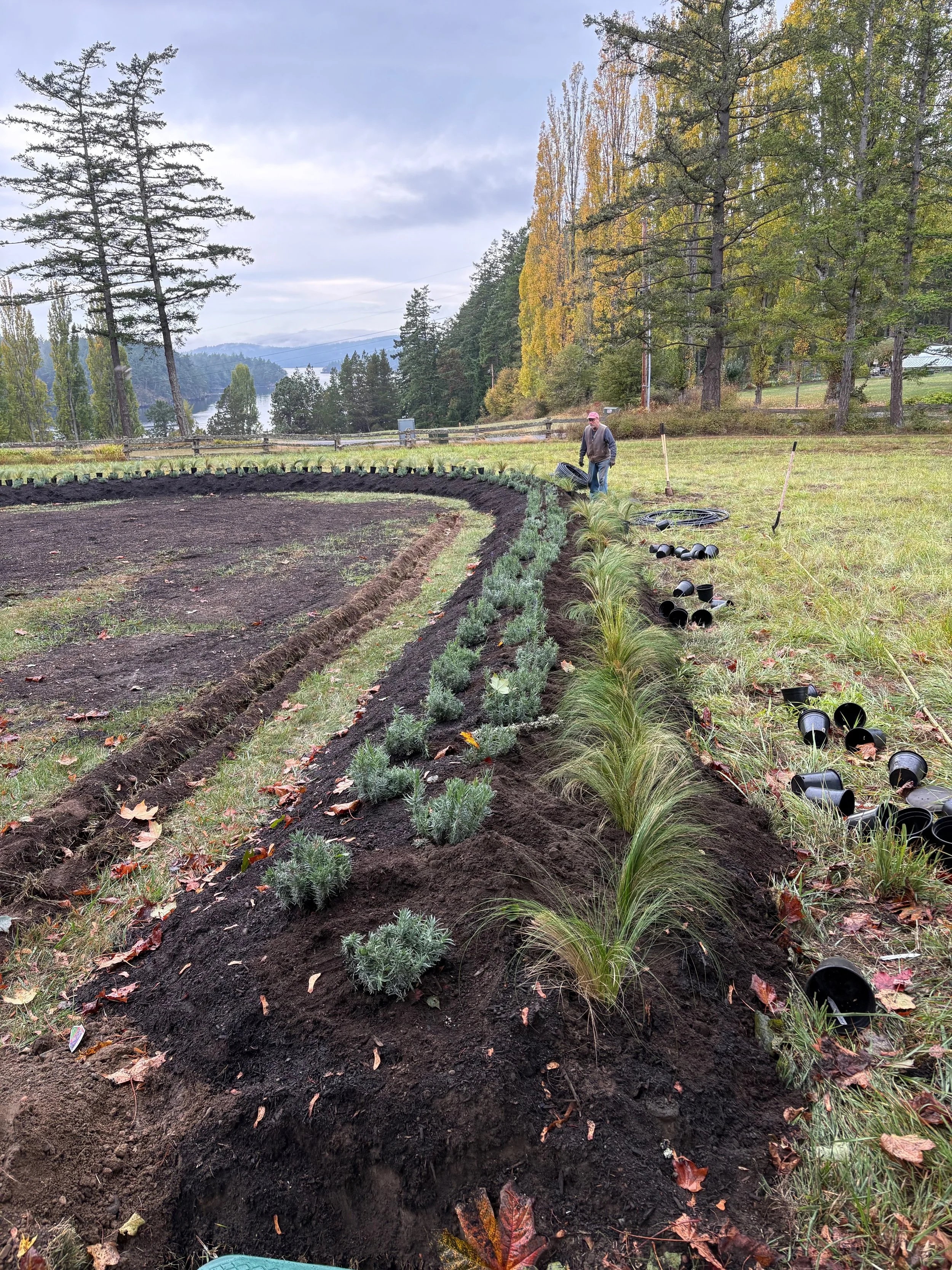 A man planting a curved garden border with small shrubs and tall ornamental grasses, with empty planting pots scattered along the grass.