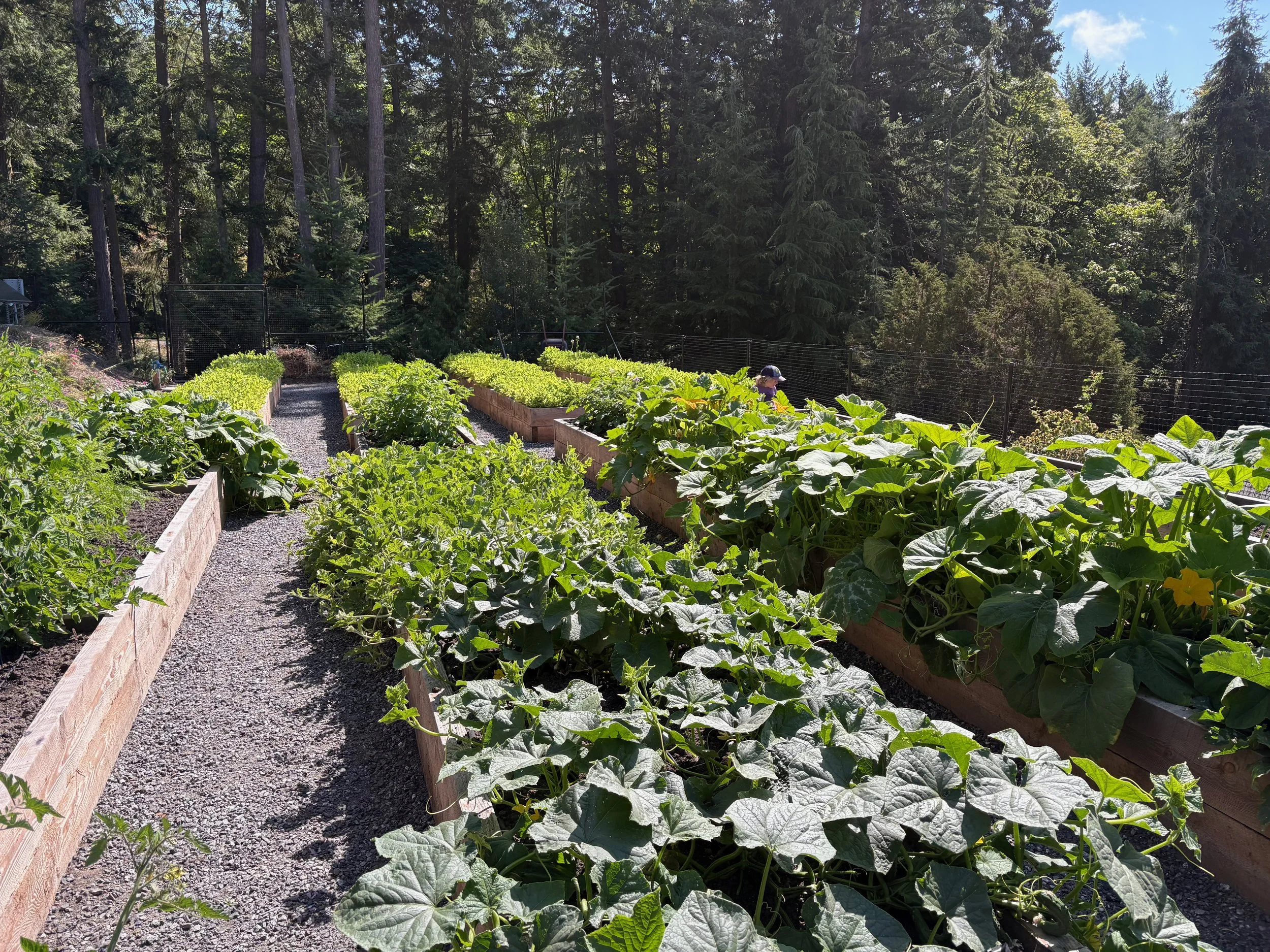 A garden with raised wooden beds filled with various green leafy plants, some tall and vine-like, with a gravel pathway running between the beds. A person wearing a hat is working in the garden, and a forested area with tall trees is visible in the b