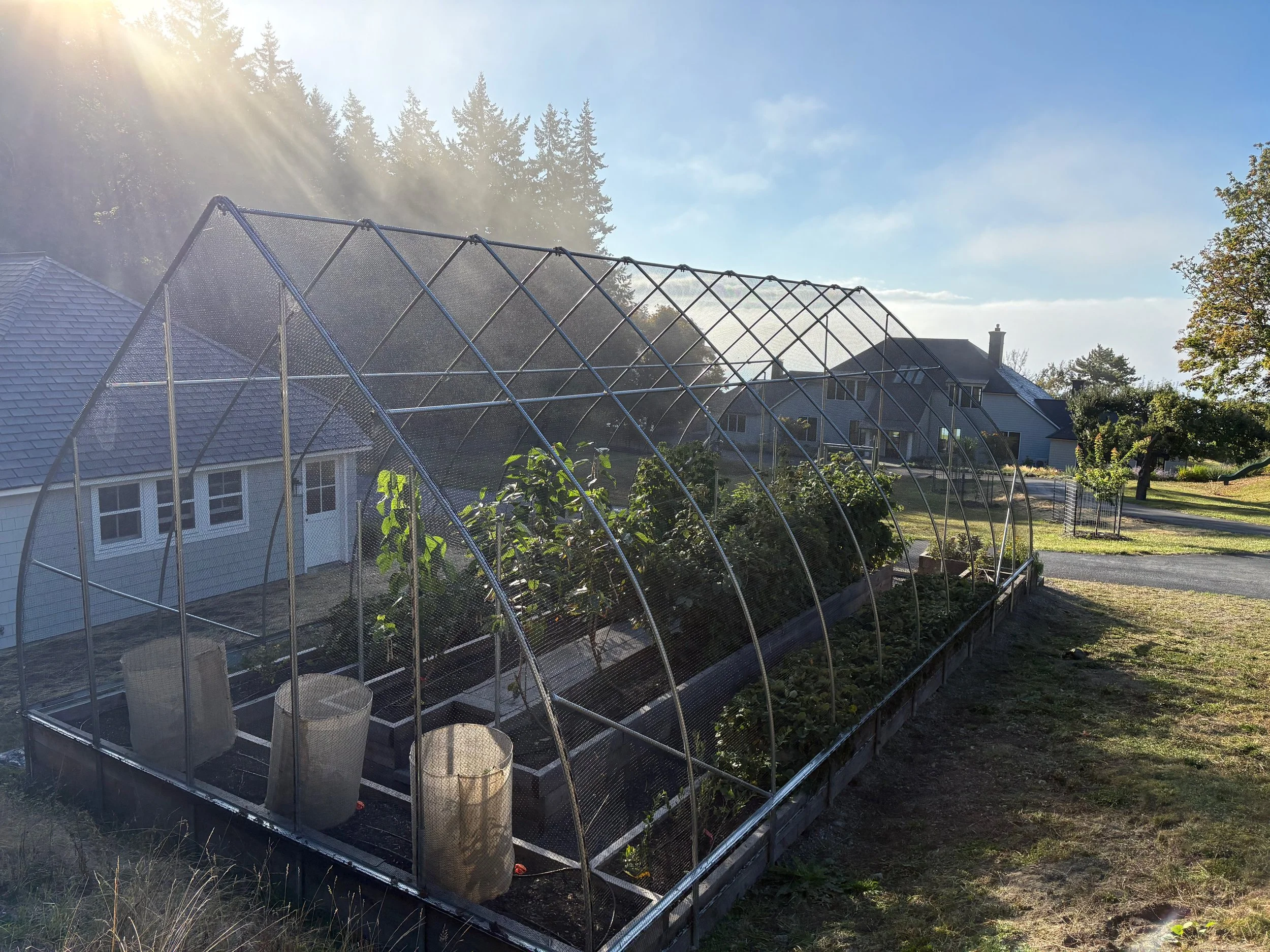 A garden with a protective greenhouse structure over planted crops or plants, surrounded by a grassy yard and neighboring houses under a clear sky with sunlight.