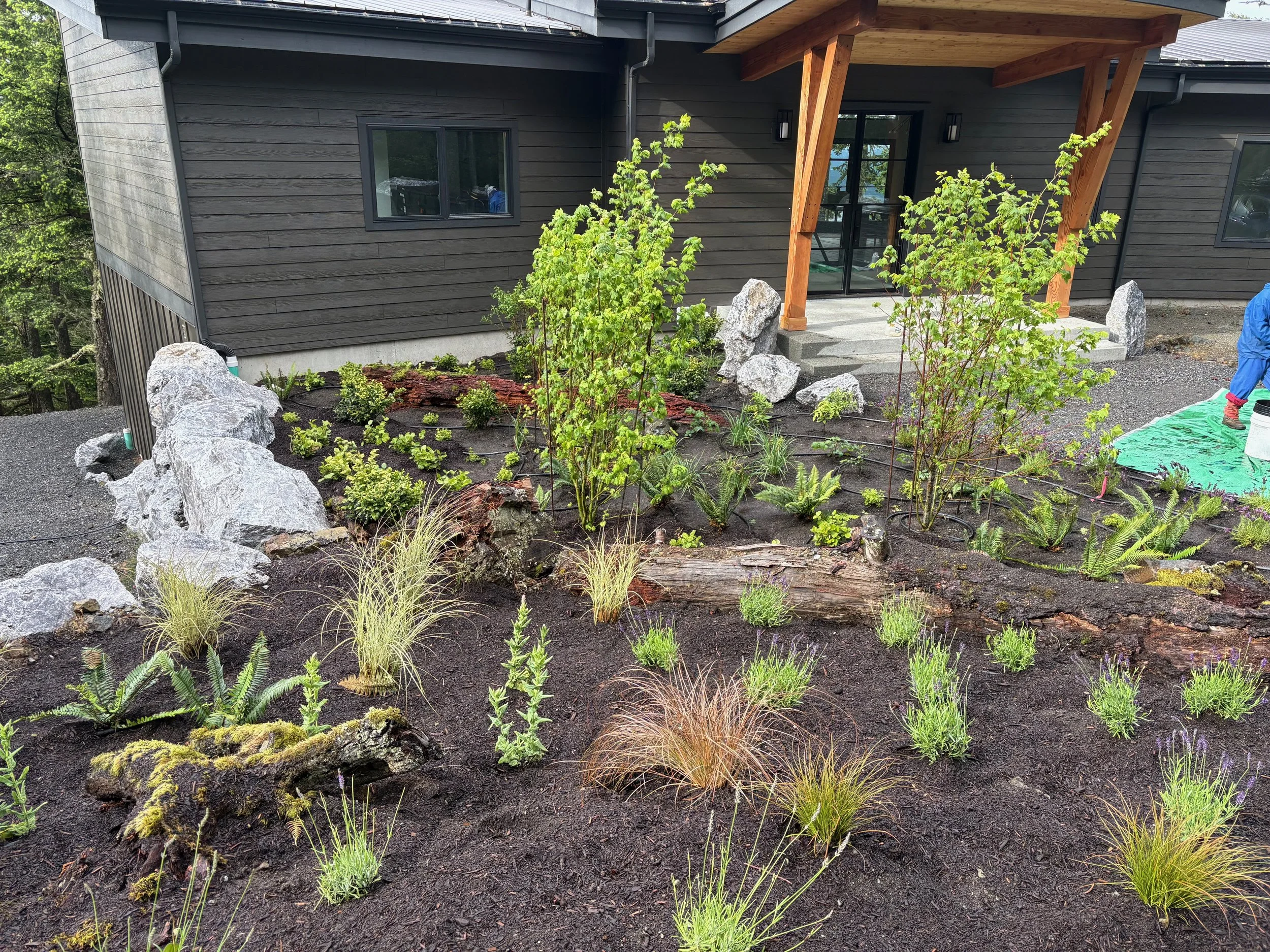 Newly landscaped front yard with small shrubs, ornamental grasses, rocks, and a log in front of a dark-colored house with a wooden porch and steps.