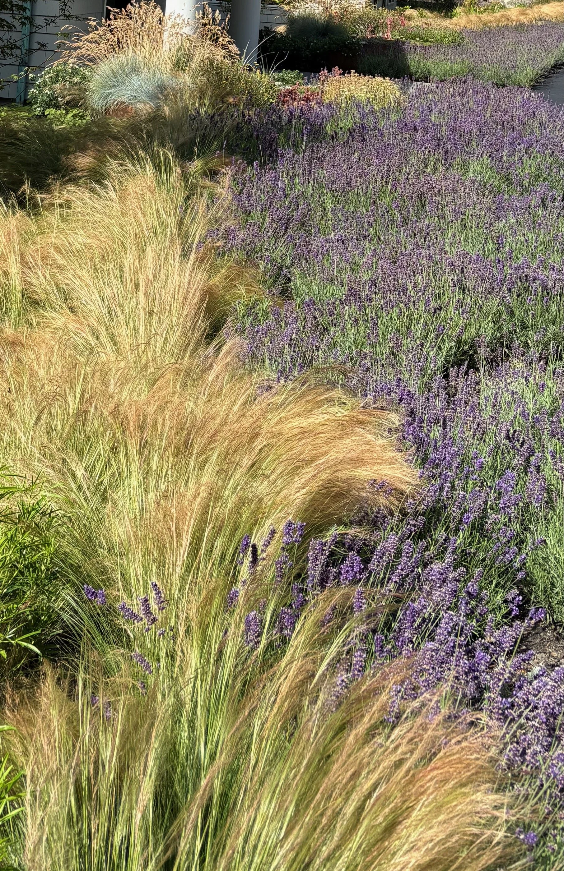 A garden bed with ornamental grass and purple lavender flowers, with a house and greenery in the background.