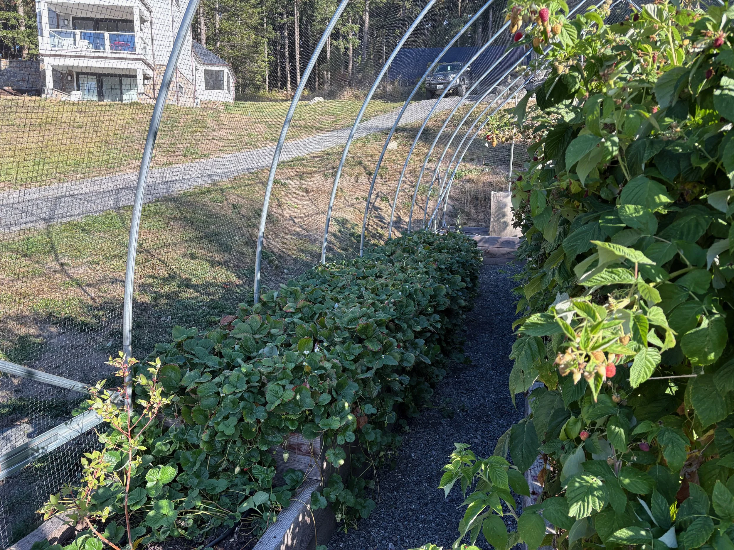 Side view of a vegetable garden with raspberry bushes on the left and berry bushes on the right, separated by a gravel pathway. A greenhouse with a curved metal frame and mesh covering is along the pathway. In the background, a house, a driveway, and