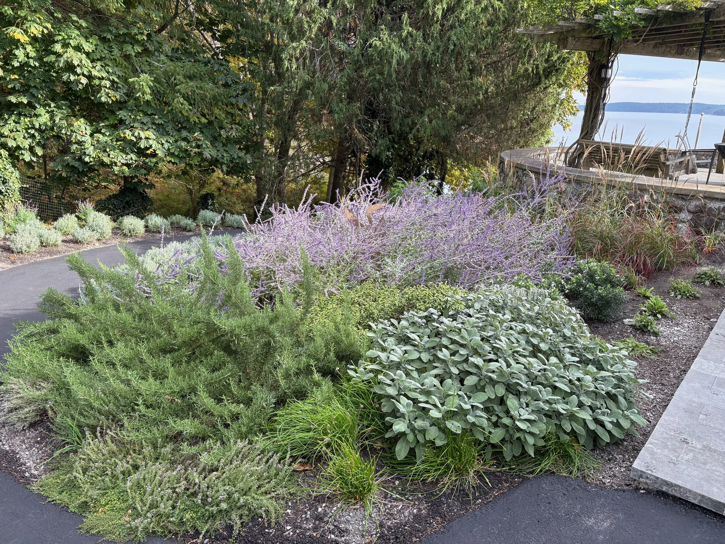 A lush garden with various green plants, purple flowers, and shrubbery, near a patio overlooking a body of water and trees in the background.