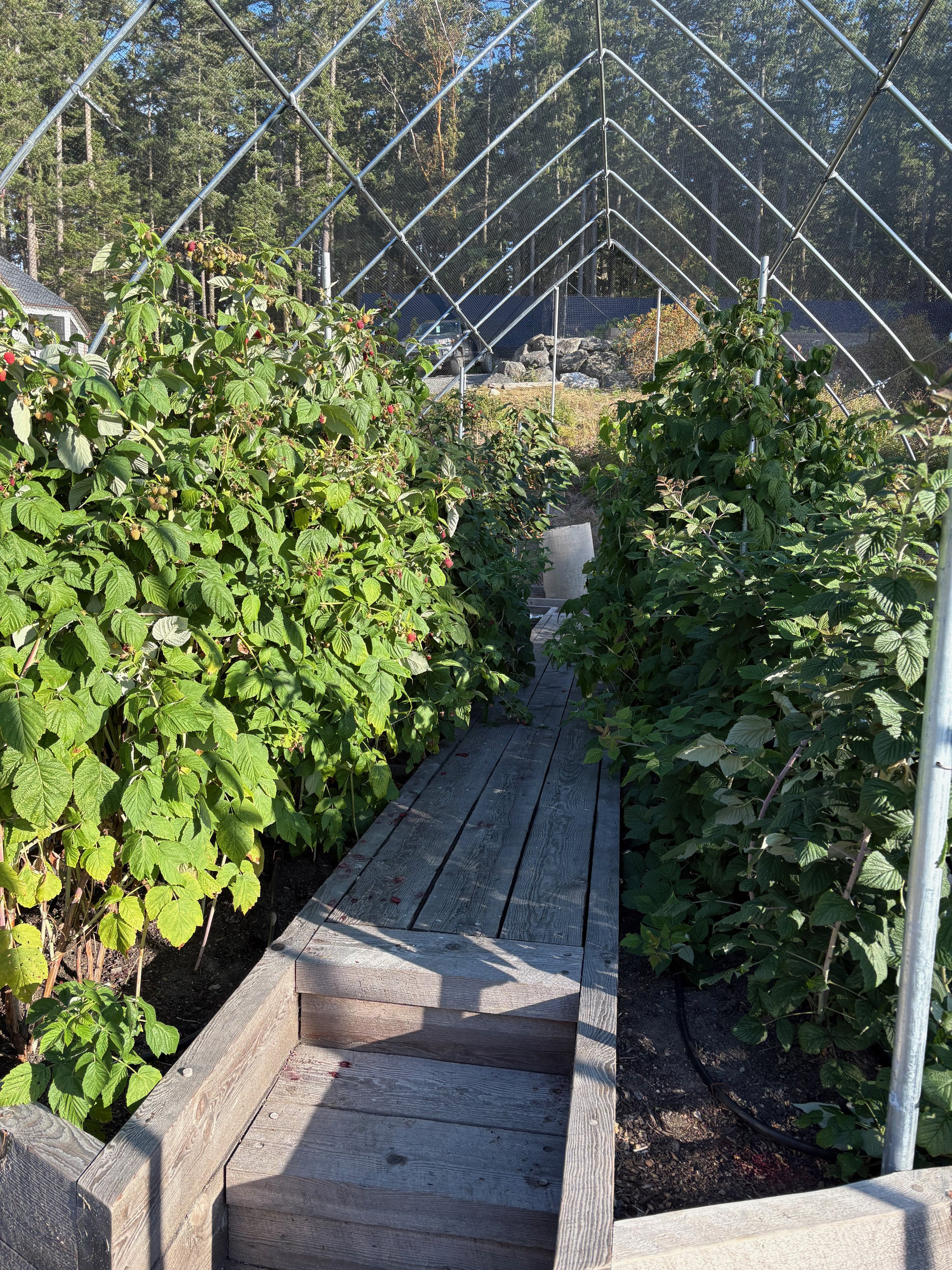 A greenhouse with a wooden pathway inside, surrounded by raspberry bushes, with trees in the background.