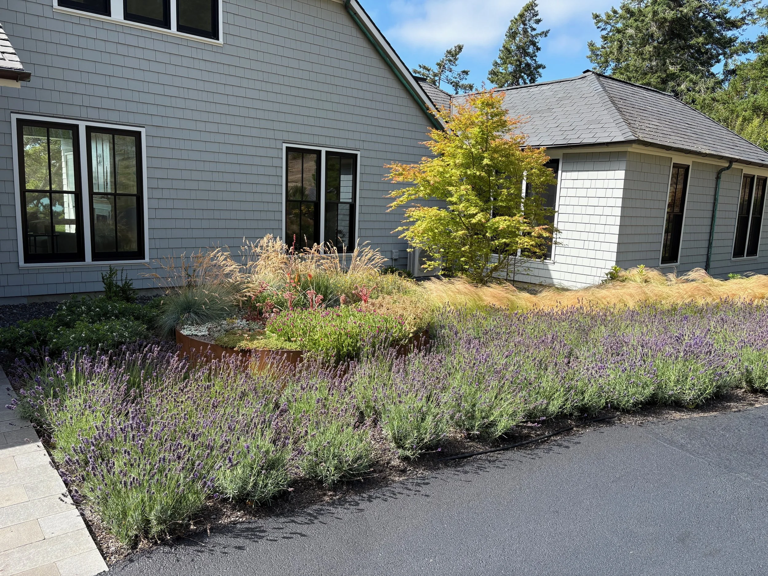 Residential house with light gray siding, multiple large windows, a black asphalt driveway, and a landscaped garden with purple lavender, ornamental grasses, and a small tree.