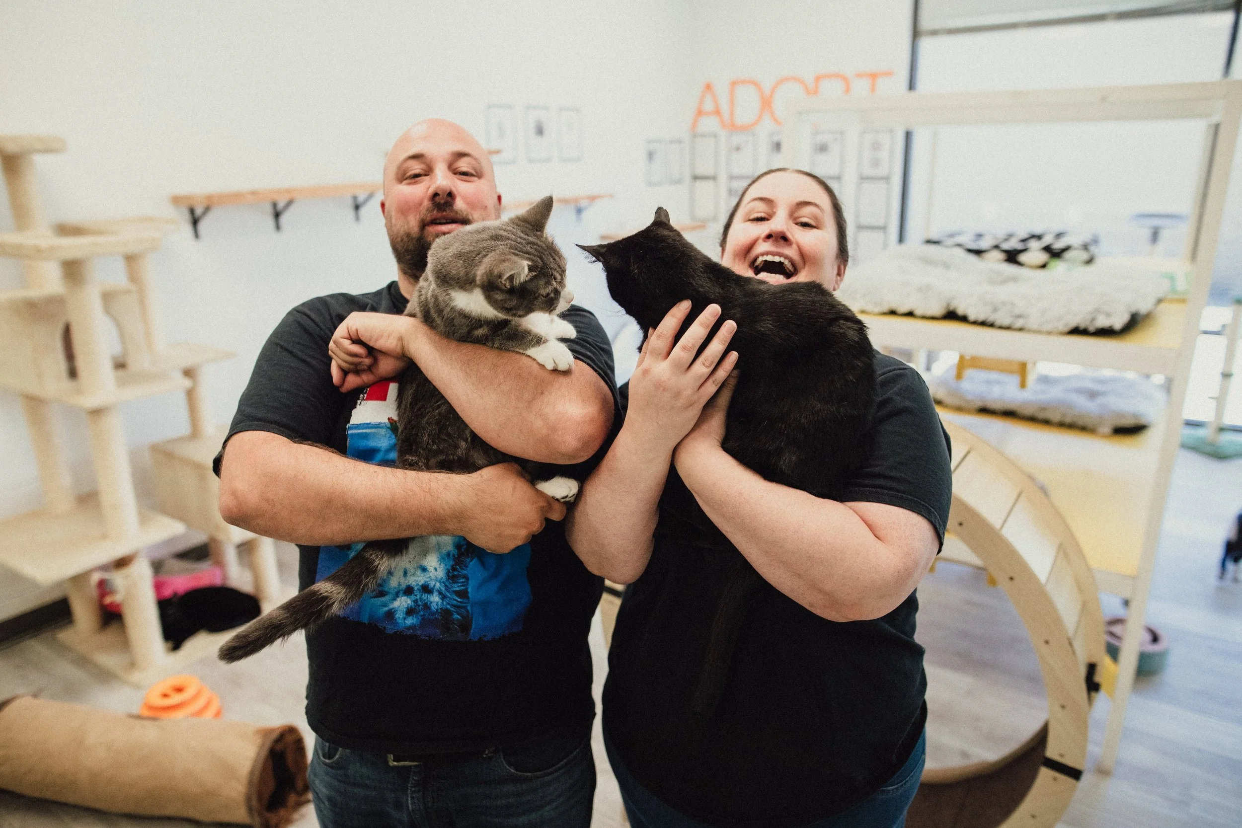 The Whiskered Wonderland of Ziggy’s Cat Café