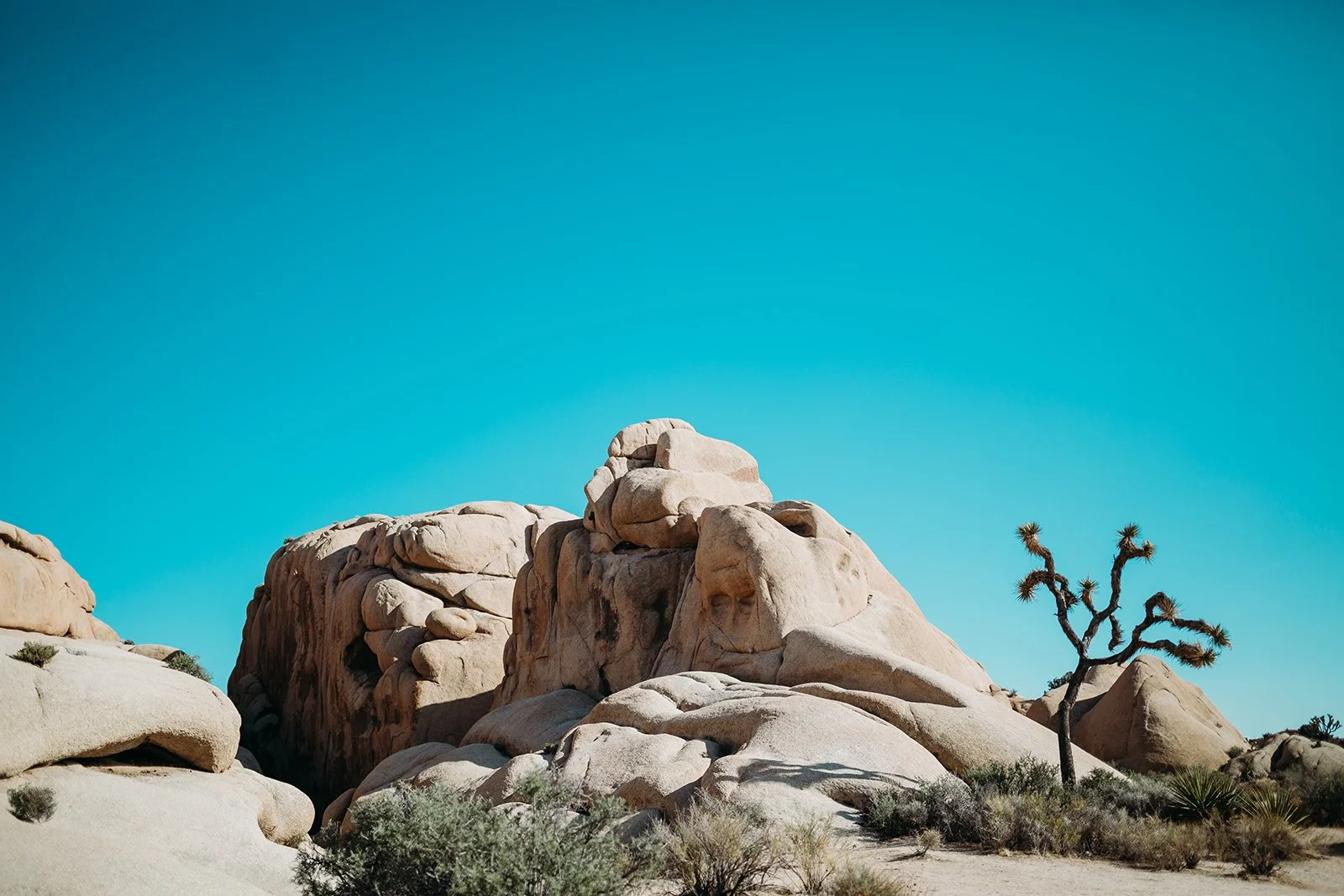 Joshua Tree