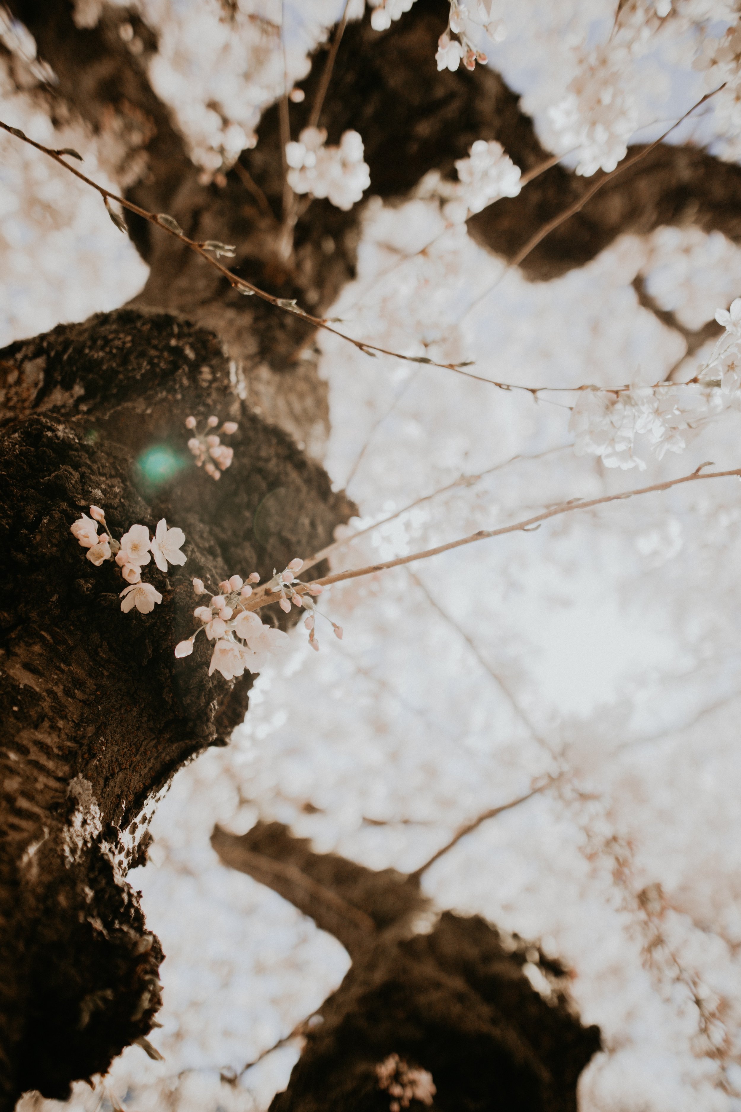 looking up the trunk of a cherry blossom tree. petals in focus in the foreground.