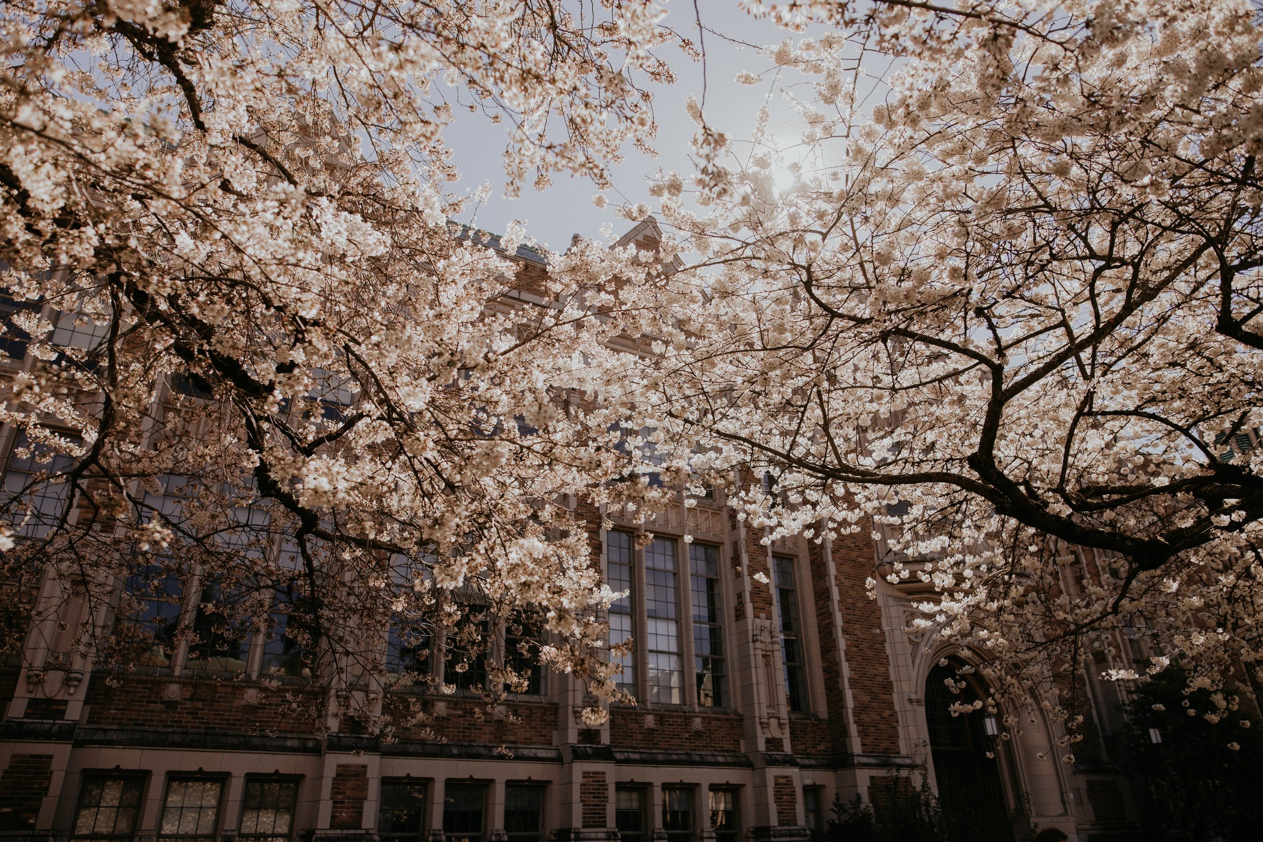 sun glare through the blossoms of the cherry blossom tree. gothic building in the background. uw quad.
