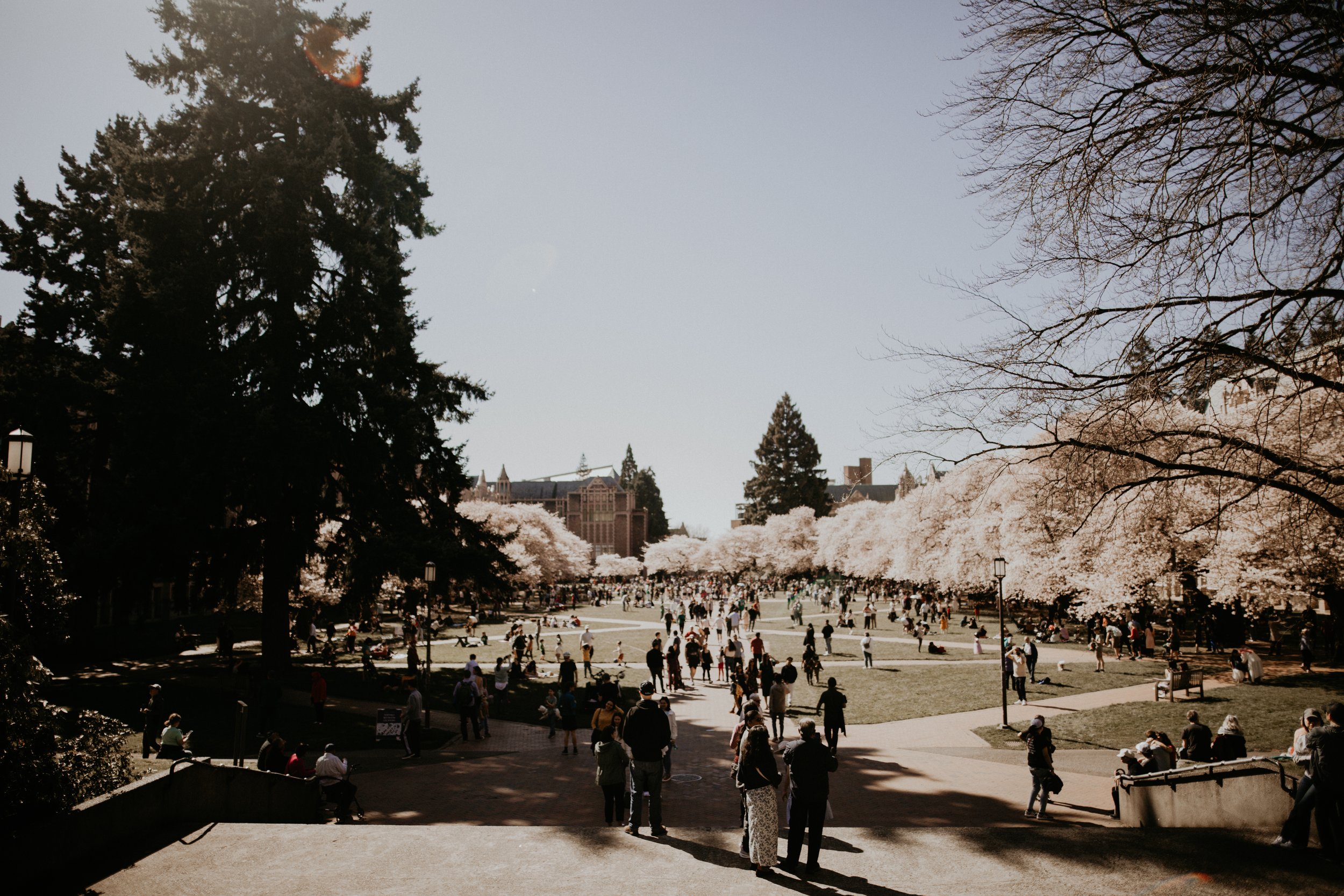 wide angle view of the quad at the univeristy of washington campus. the quad is full of people, the trees are blossom a soft pink.
