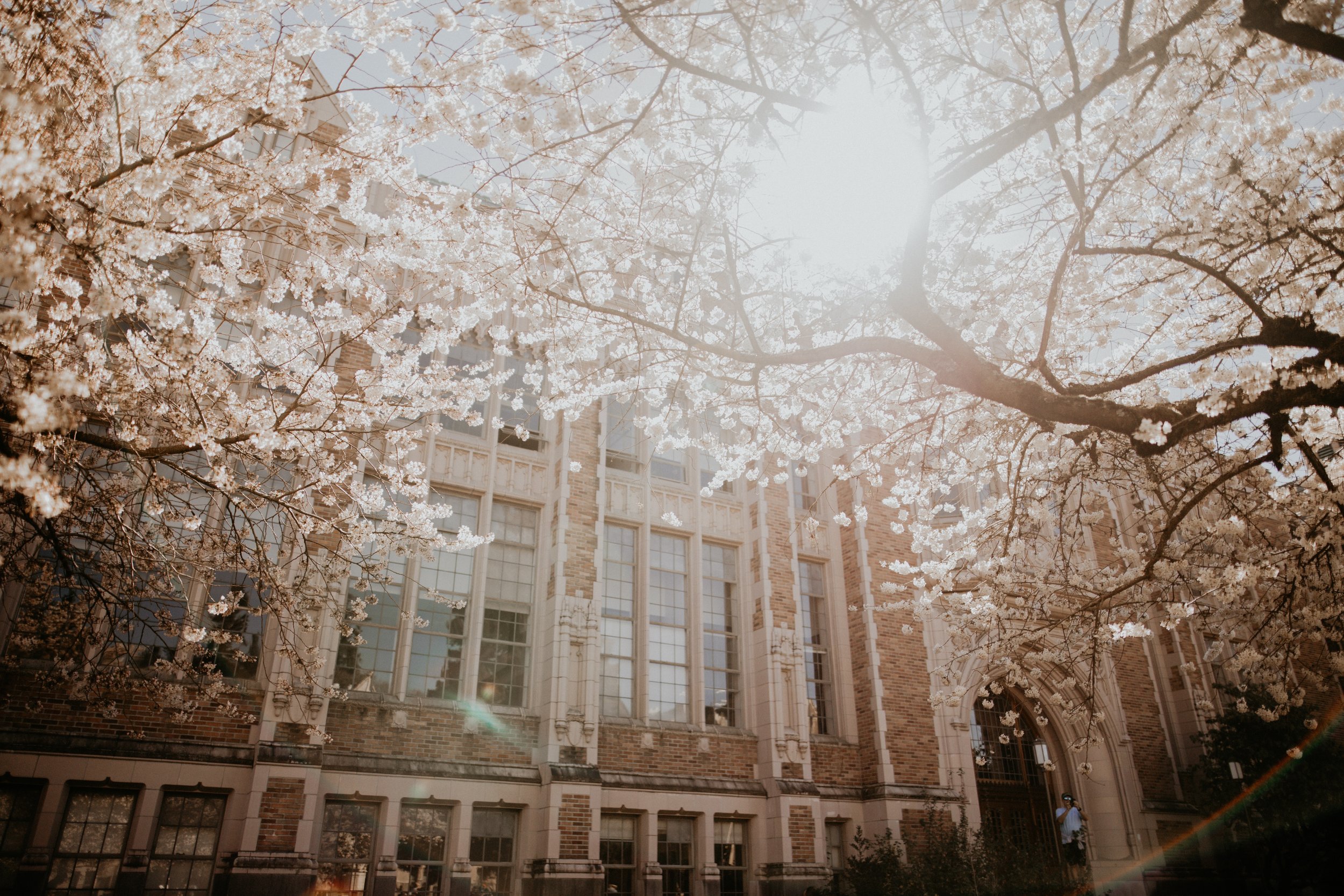 sun glare through the blossoms of the cherry blossom tree. gothic building in the background. uw quad.