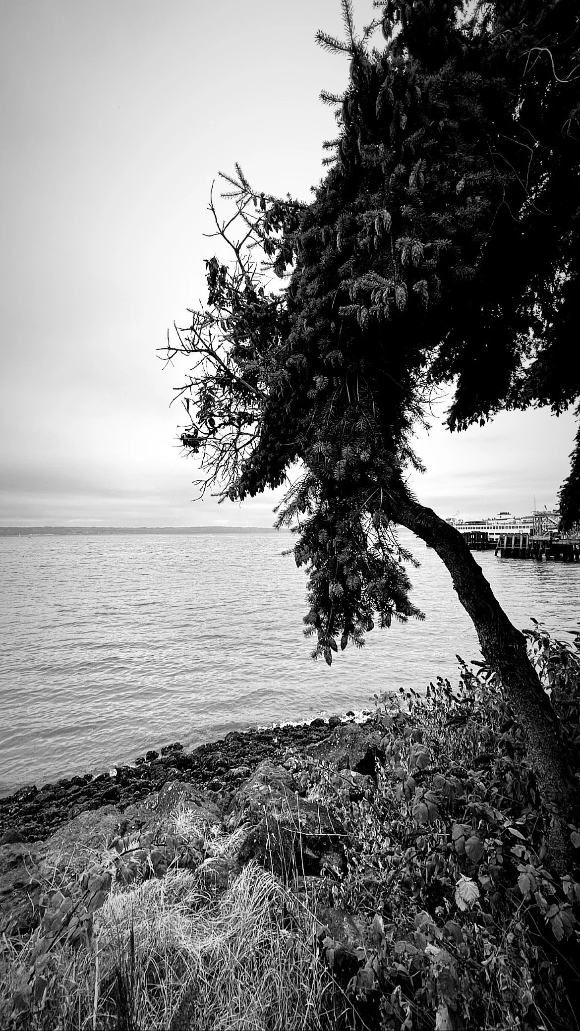 A windswept tree leans over a rocky shore with calm waters extending to the horizon under a cloudy sky, in a black and white composition.